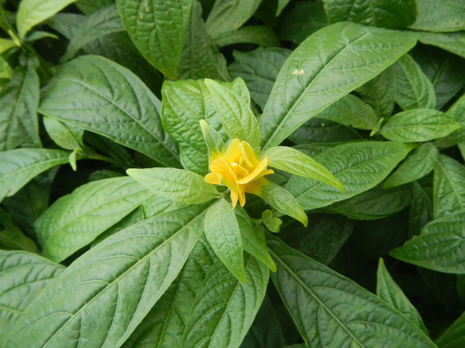 Golden Shrimp Plant (Pachystachys Lutea) — this striking plant typically reaches a mature height of 3 to 4 feet with a spread of 2 to 3 feet; its, image 140