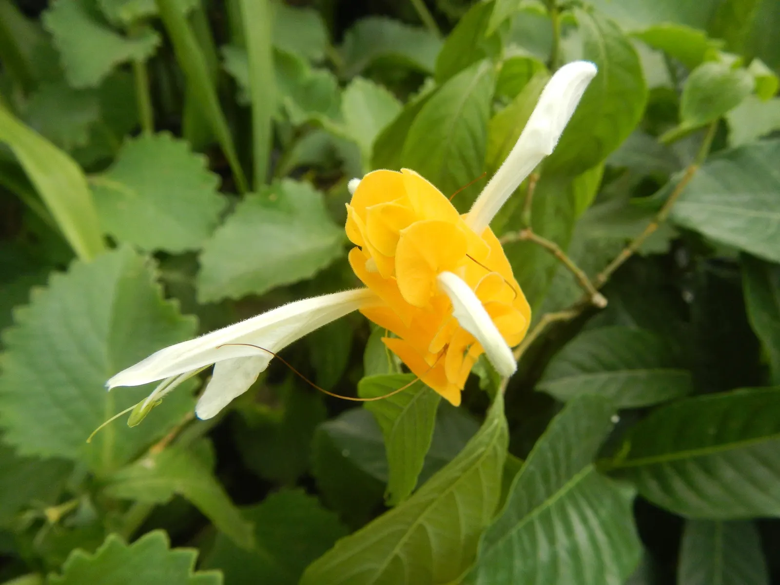Golden Shrimp Plant (Pachystachys Lutea) — scientifically known as Pachystachys lutea; each measuring 3 to 6 inches in length, image 49