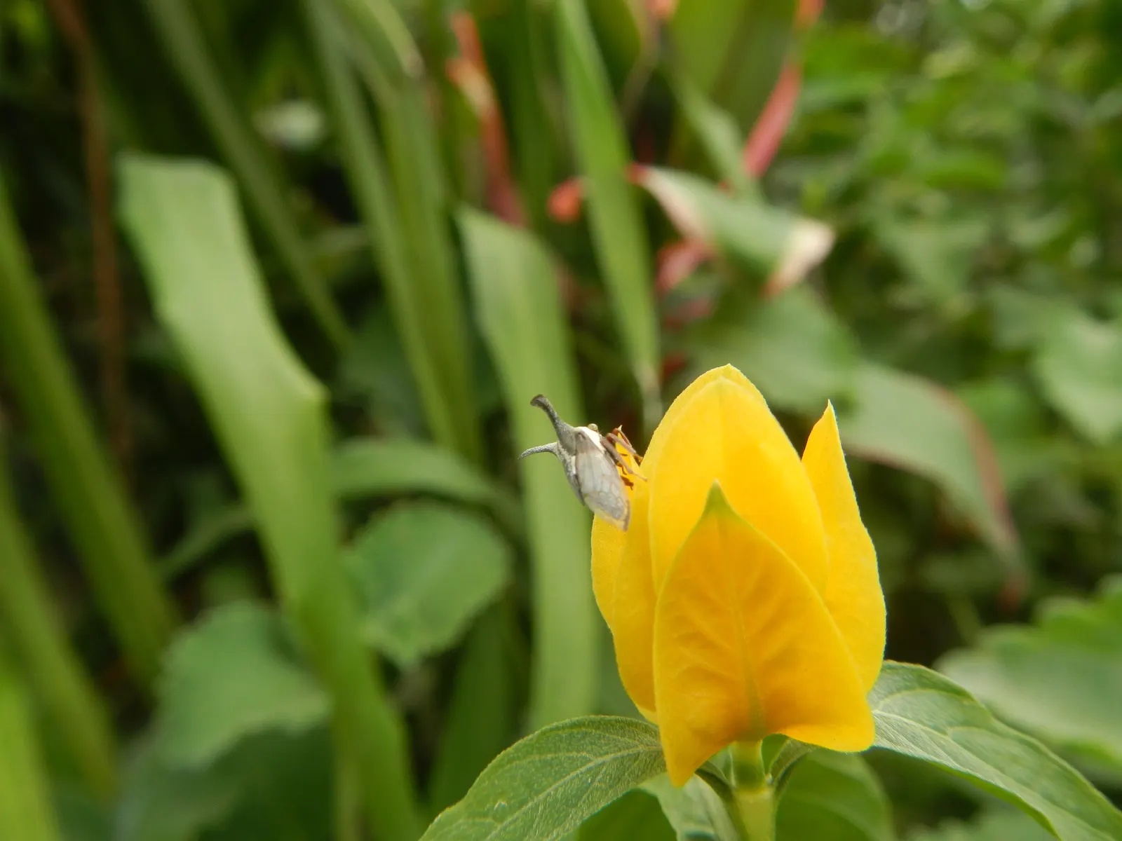 Golden Shrimp Plant (Pachystachys Lutea) — is a vibrant tropical perennial showcasing showy yellow bracts with white flowers; ideal for borders or, image 133