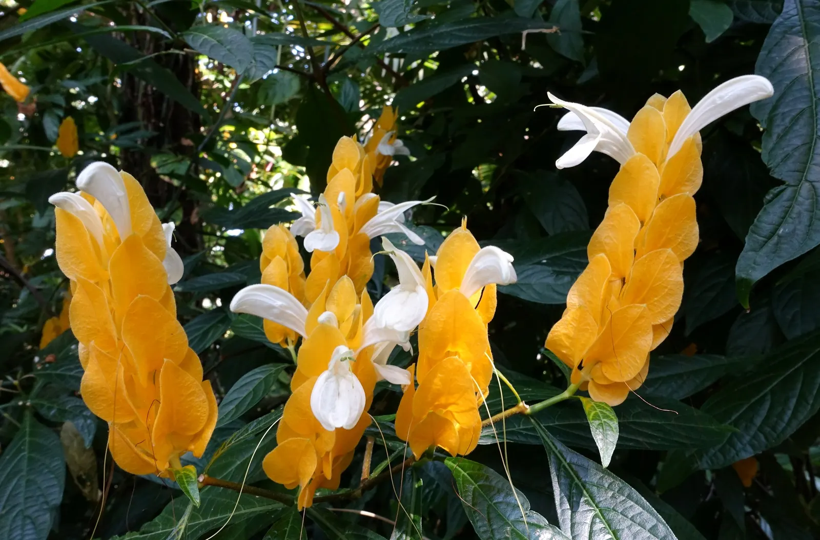 Golden Shrimp Plant (Pachystachys Lutea) — preferring partial shade but can tolerate full sun in cooler climates.<br><br>For optimal growth; shrub, image 60