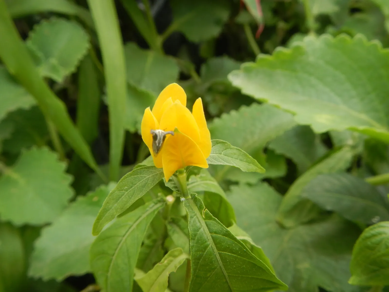 Golden Shrimp Plant (Pachystachys Lutea) — It thrives in partial shade, reaching 3-4 ft in height and 2-3 ft in width; create a lush backdrop for, image 90