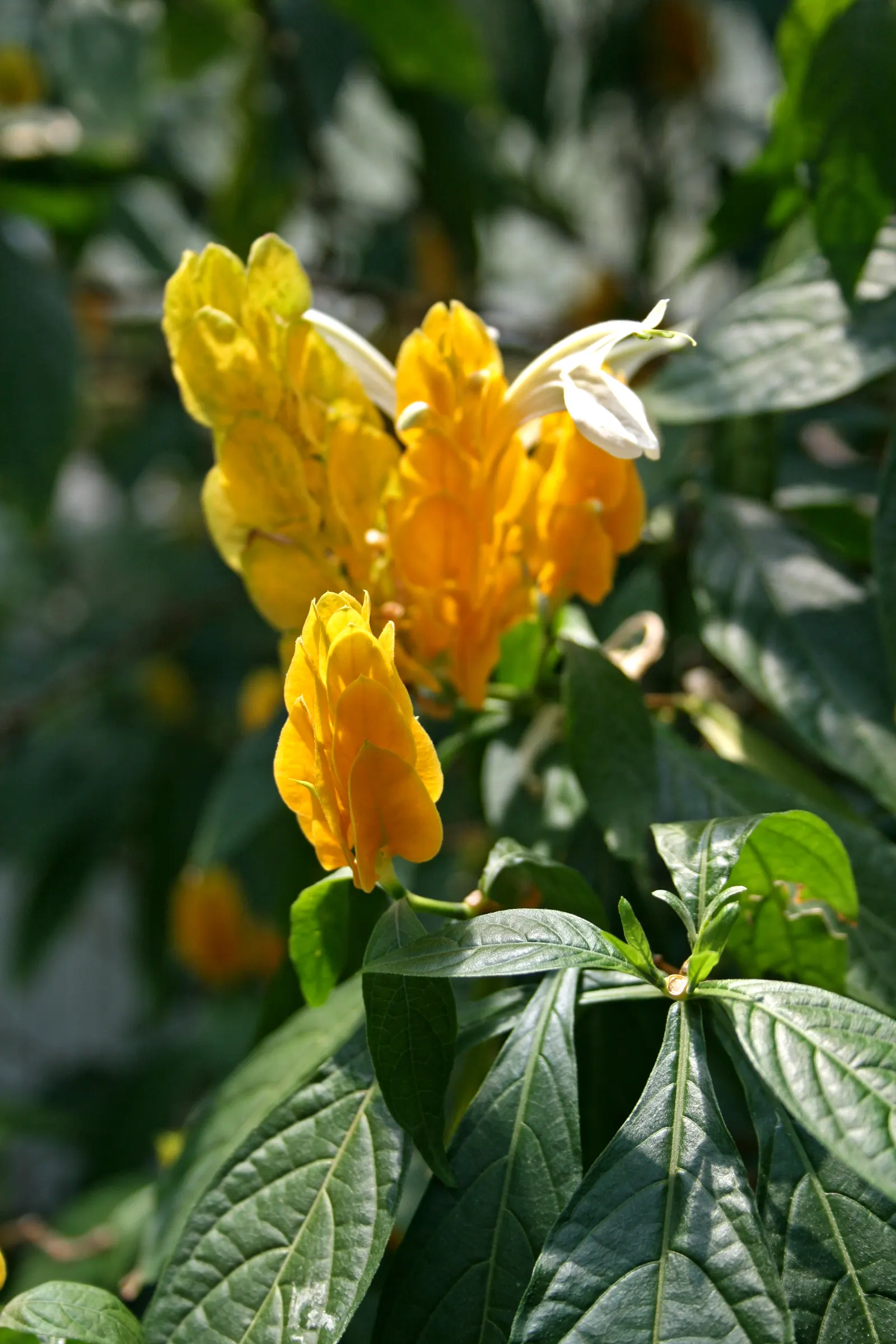 Golden Shrimp Plant (Pachystachys Lutea) — This hummingbird attractor prefers moist, well-drained soil; maintaining even moisture without, image 47