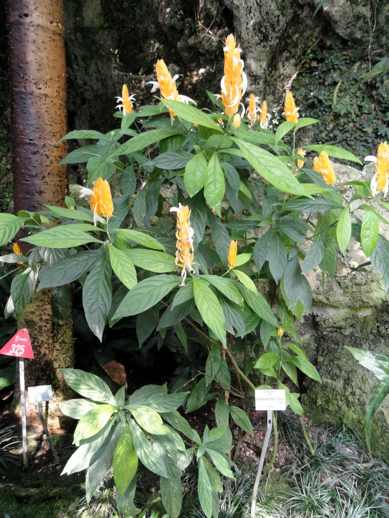 Golden Shrimp Plant (Pachystachys Lutea) — The Golden Shrimp Plant thrives in USDA Hardiness Zones 9 to 11