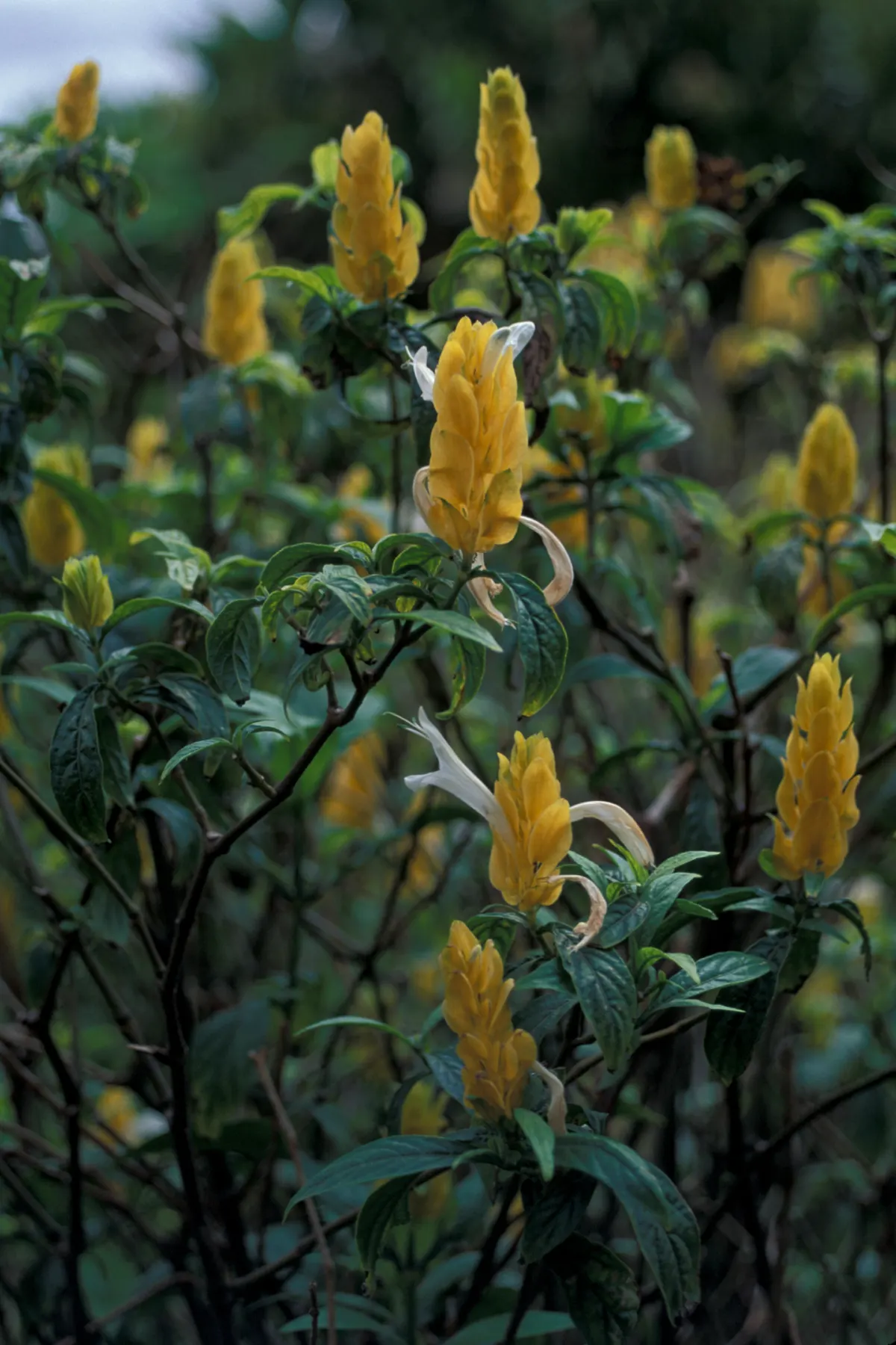 Golden Shrimp Plant (Pachystachys Lutea) — Although it is not cold-hardy and will require protection or indoor overwintering in colder regions, image 151