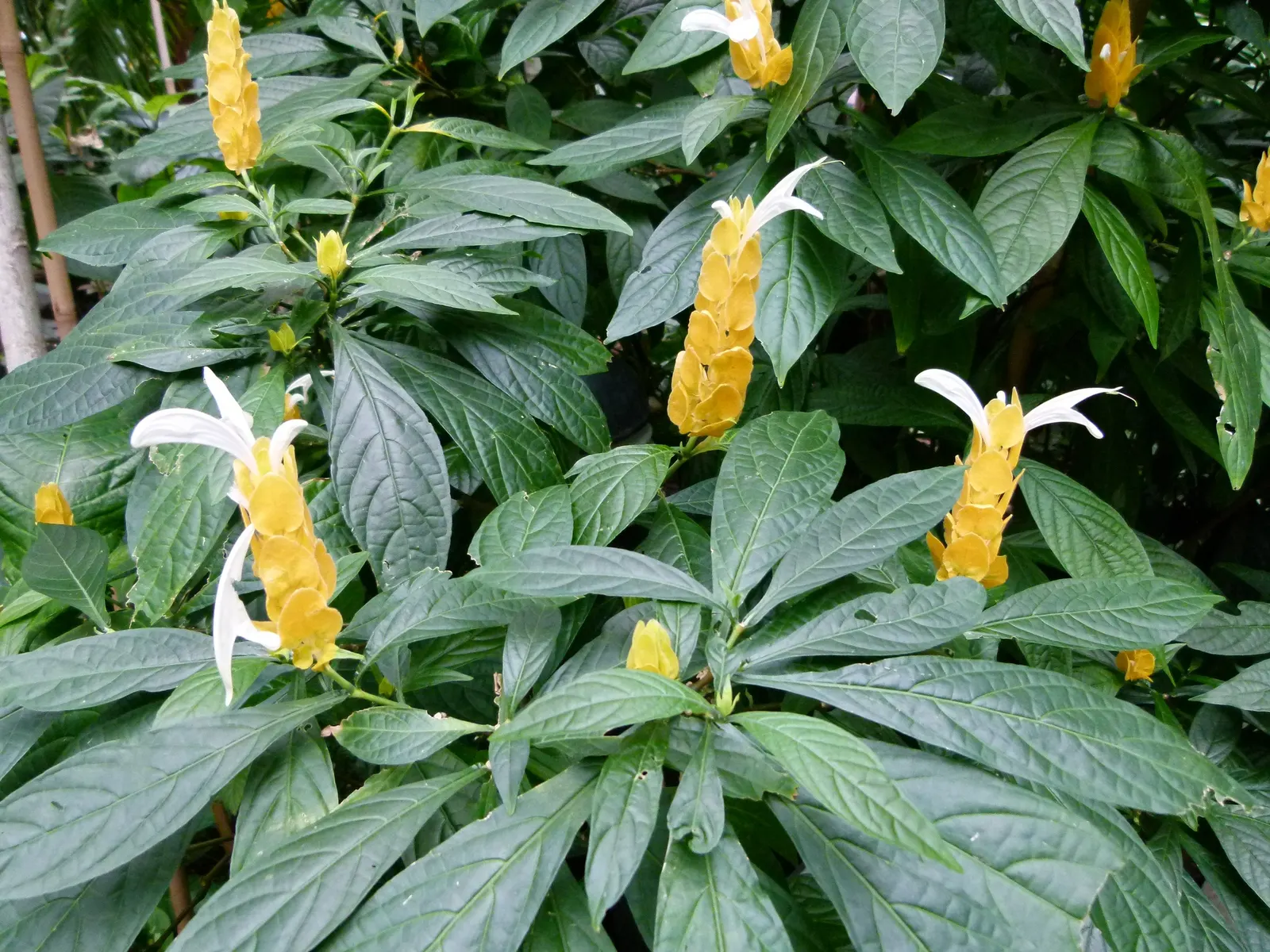 Golden Shrimp Plant (Pachystachys Lutea) — Its upright growth habit and lance-shaped; preferring partial shade but can tolerate full sun in cooler, image 75