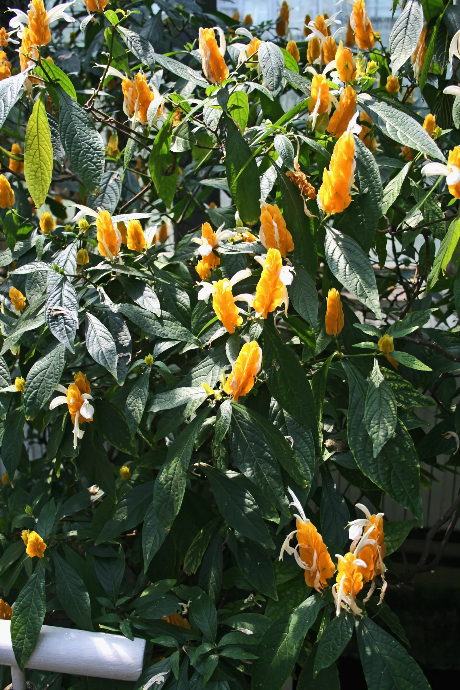 Golden Shrimp Plant (Pachystachys Lutea) — fertile soil with a regular watering schedule; is a vibrant tropical perennial that offers a unique, image 127