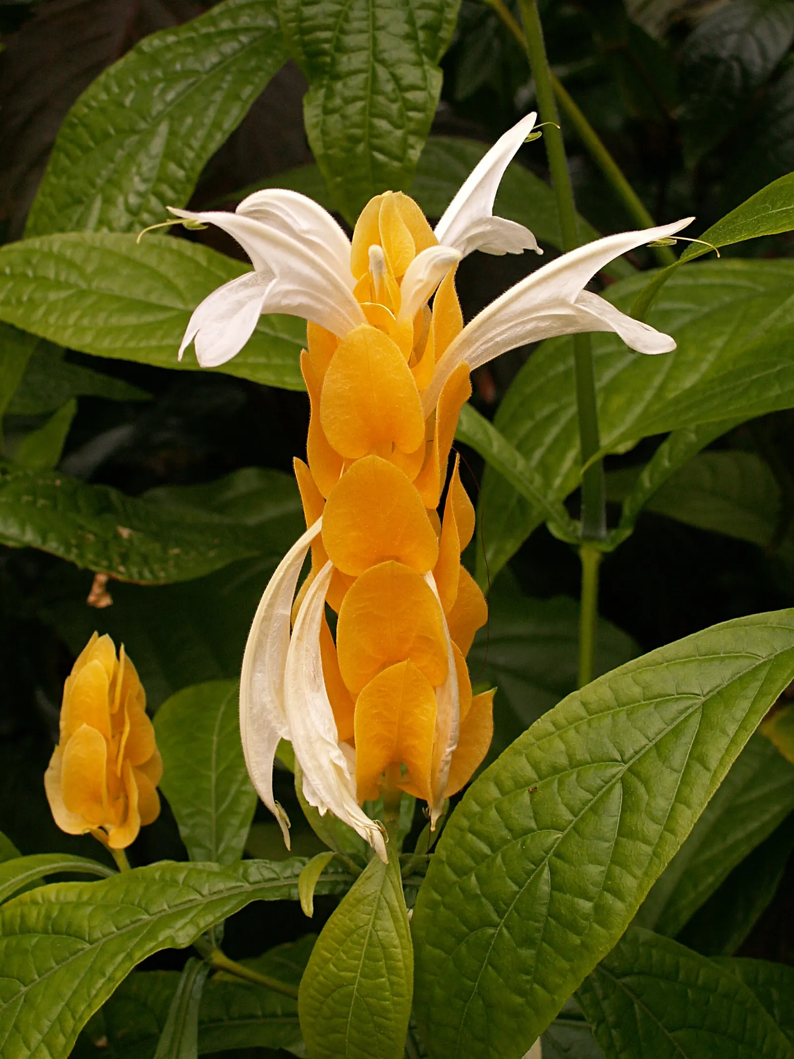 Golden Shrimp Plant (Pachystachys Lutea) — the plant presents showy flower spikes adorned with bright golden-yellow bracts; the Golden Shrimp Plant thrives in