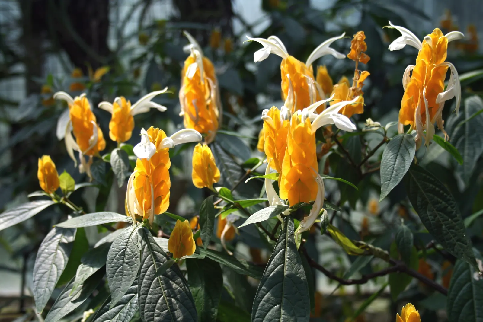 Golden Shrimp Plant (Pachystachys Lutea) — Ideal for borders or as a specimen plant, it offers striking texture and color to any landscape design, image 114