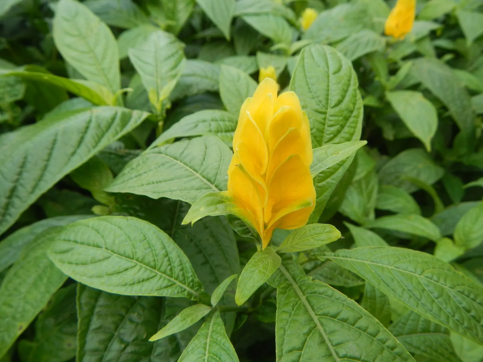 Golden Shrimp Plant (Pachystachys Lutea) — The Golden Shrimp Plant thrives in USDA Hardiness Zones 9 to 11; within these bracts, small white, image 125