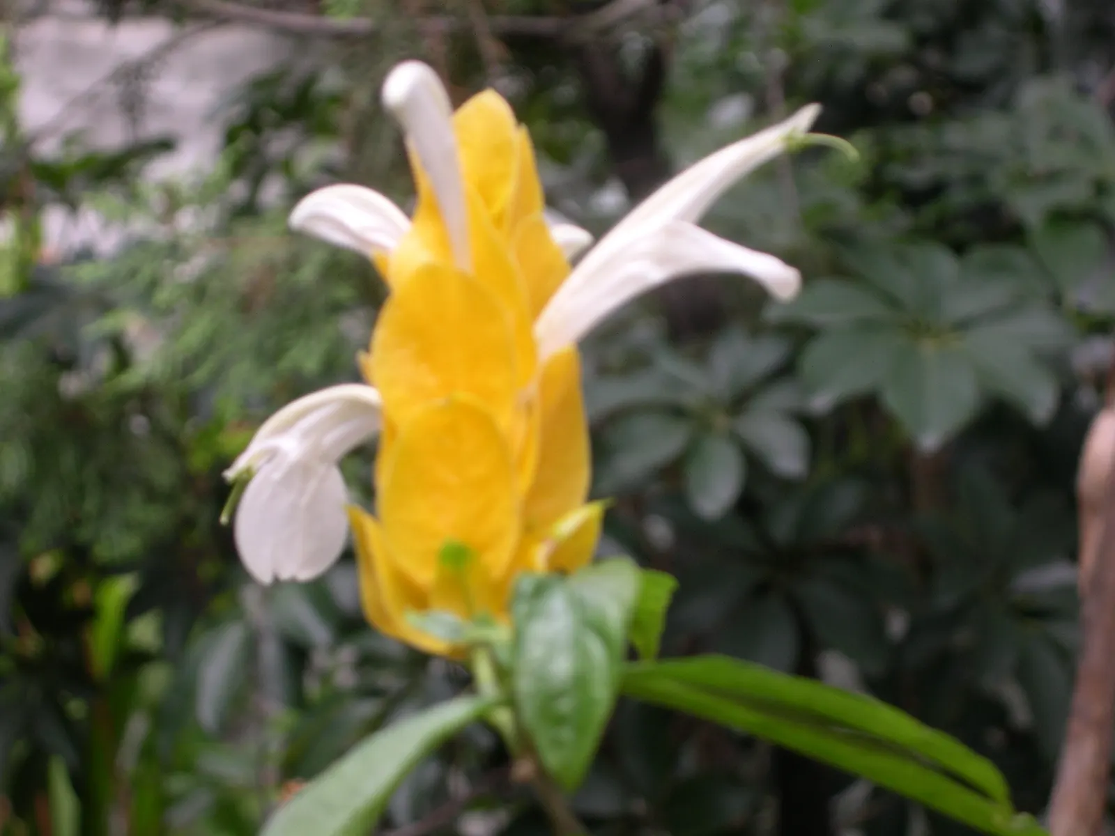 Golden Shrimp Plant (Pachystachys Lutea) — Although it is not cold-hardy and will require protection or indoor overwintering in colder regions; yellow flowers