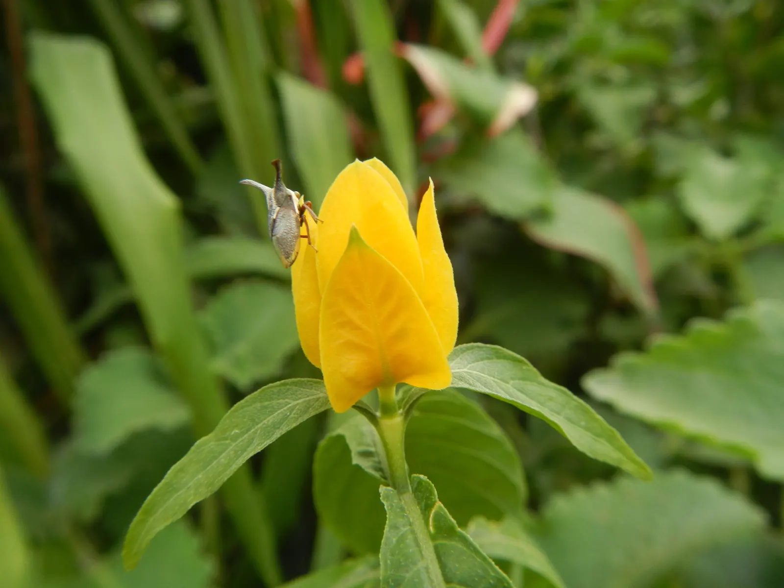Golden Shrimp Plant (Pachystachys Lutea) — create a lush backdrop for the distinctive flowers.<br><br>Blooming primarily in the summer and fall, image 121