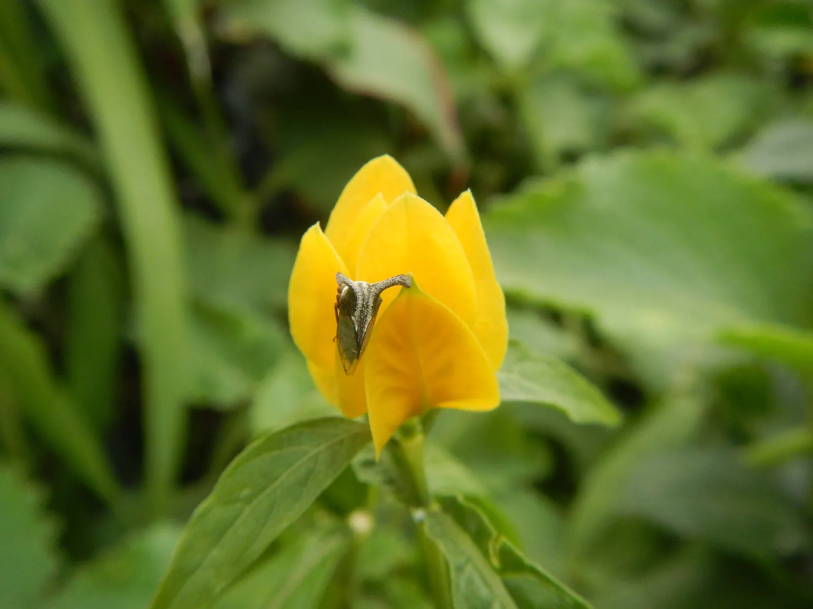 Golden Shrimp Plant (Pachystachys Lutea) — maintaining even moisture without over-saturation to avoid root rot; which resemble the shape of shrimp, image 106