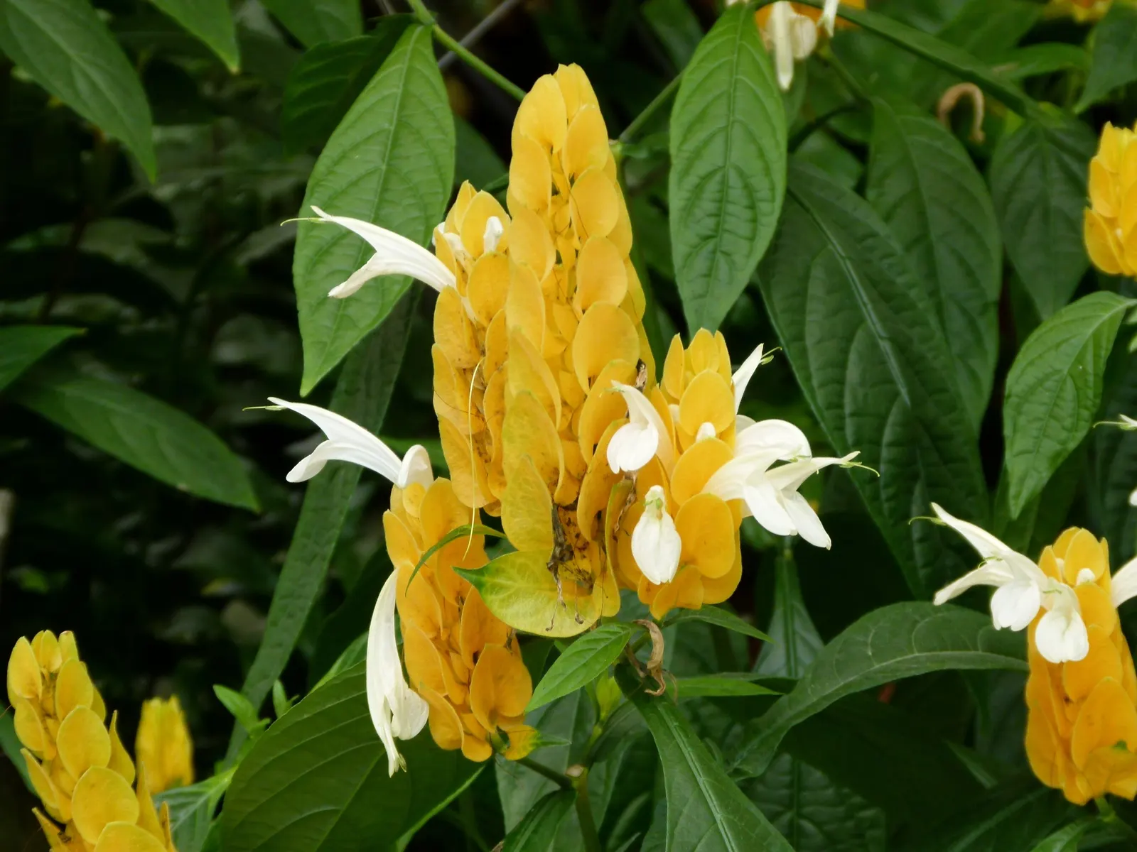 Golden Shrimp Plant (Pachystachys Lutea) — is a vibrant tropical perennial that offers a unique aesthetic appeal to any landscape design; fertile, image 50