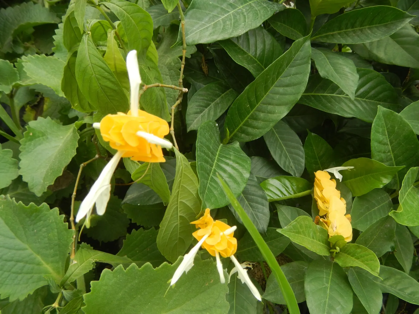 Golden Shrimp Plant (Pachystachys Lutea) — Its upright growth habit and lance-shaped; preferring partial shade but can tolerate full sun in cooler