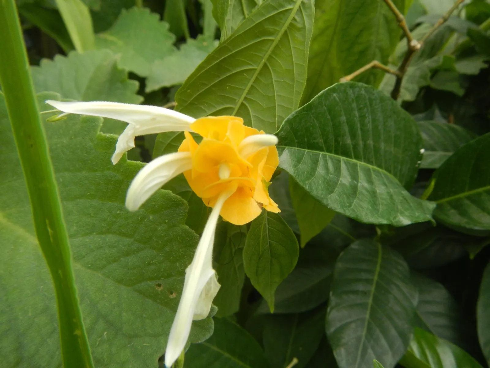 Golden Shrimp Plant (Pachystachys Lutea) — this striking plant typically reaches a mature height of 3 to 4 feet with a spread of 2 to 3 feet; its, image 74