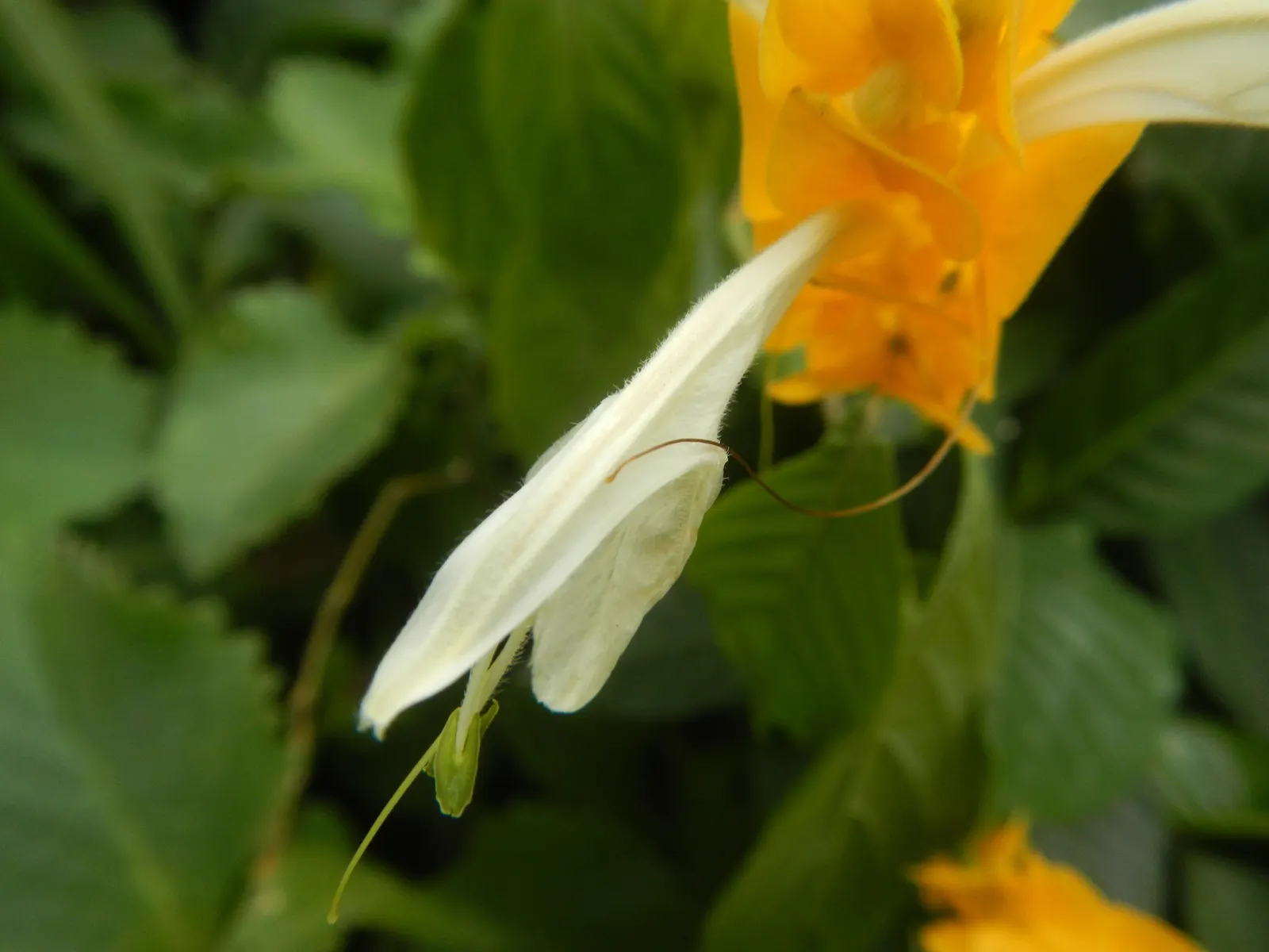 Golden Shrimp Plant (Pachystachys Lutea) — yellow flowers in the garden; scientifically known as Pachystachys lutea, image 108