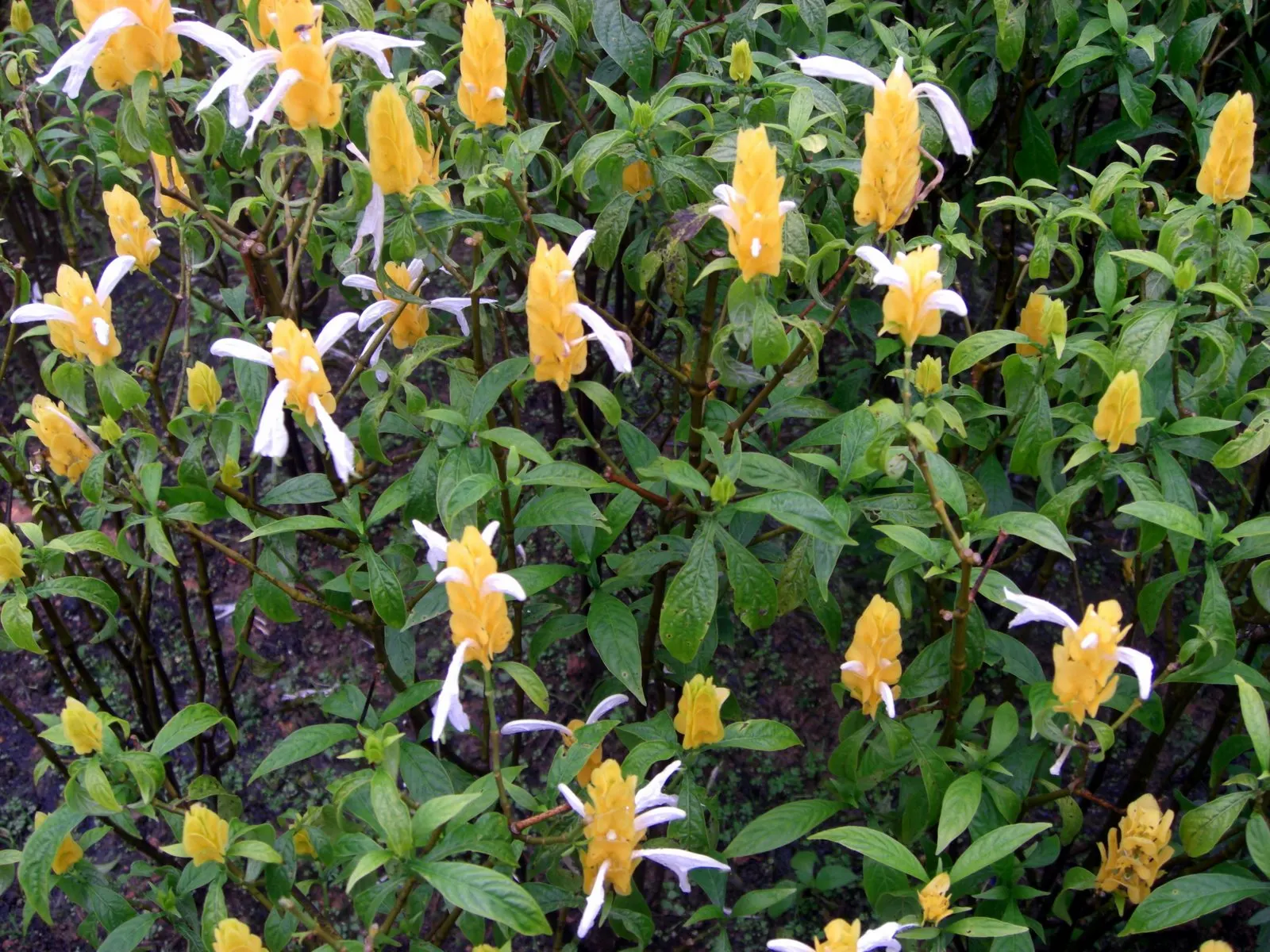 Golden Shrimp Plant (Pachystachys Lutea) — is a vibrant tropical perennial that offers a unique aesthetic appeal to any landscape design; fertile, image 94