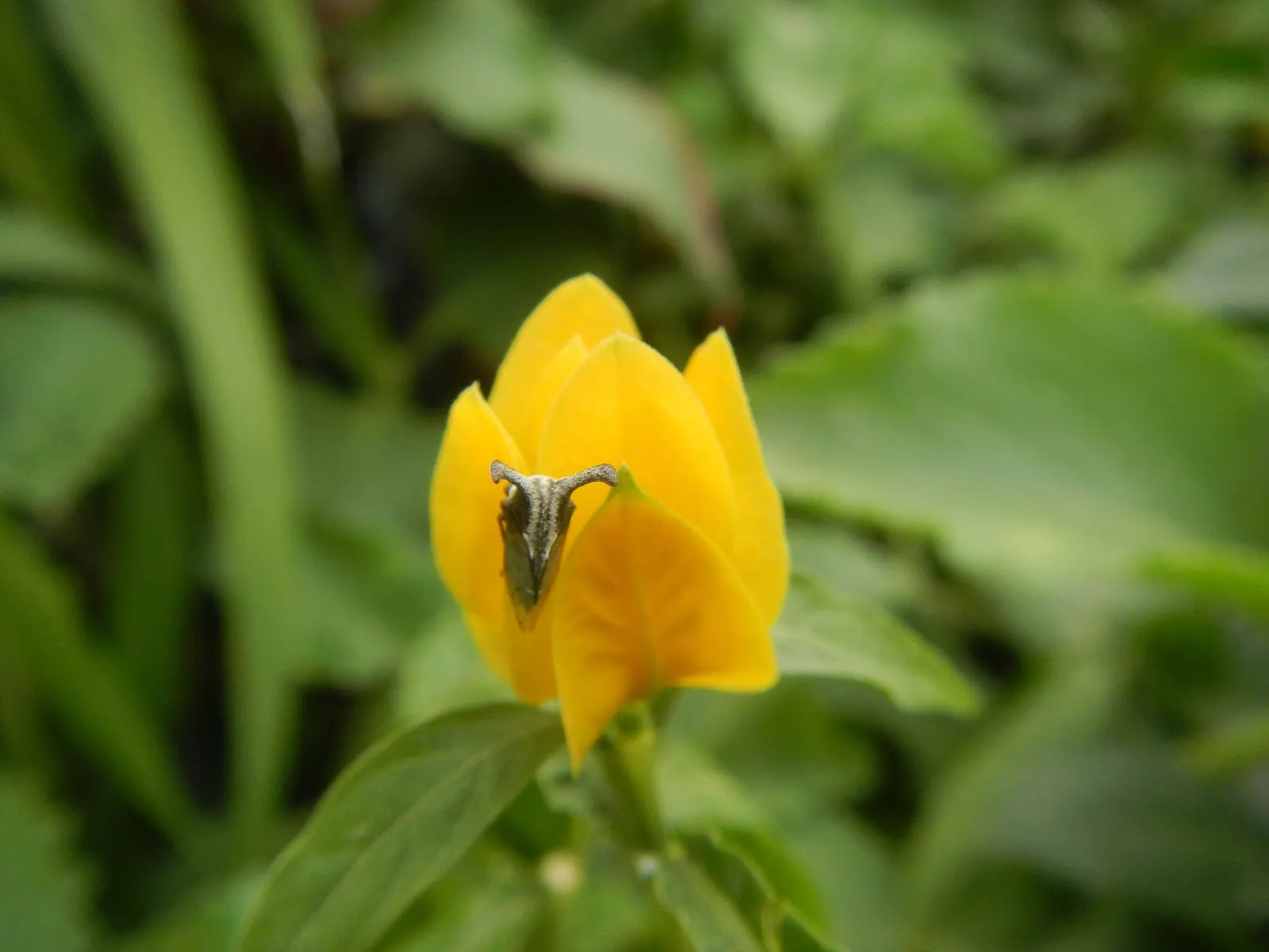 Golden Shrimp Plant (Pachystachys Lutea) — fertile soil with a regular watering schedule