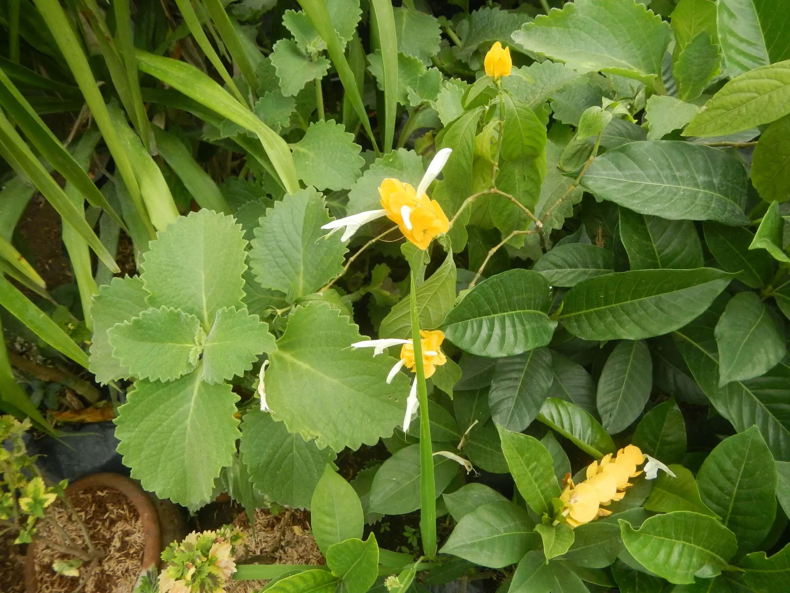 Golden Shrimp Plant (Pachystachys Lutea) — maintaining even moisture without over-saturation to avoid root rot