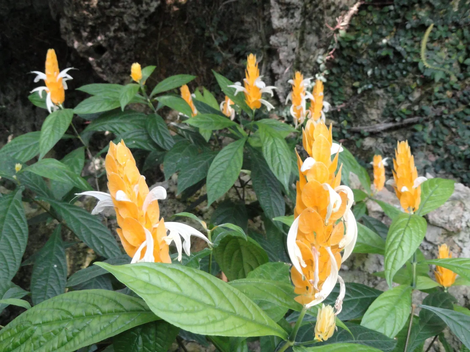 Golden Shrimp Plant (Pachystachys Lutea) — the plant presents showy flower spikes adorned with bright golden-yellow bracts; the Golden Shrimp Plant, image 144