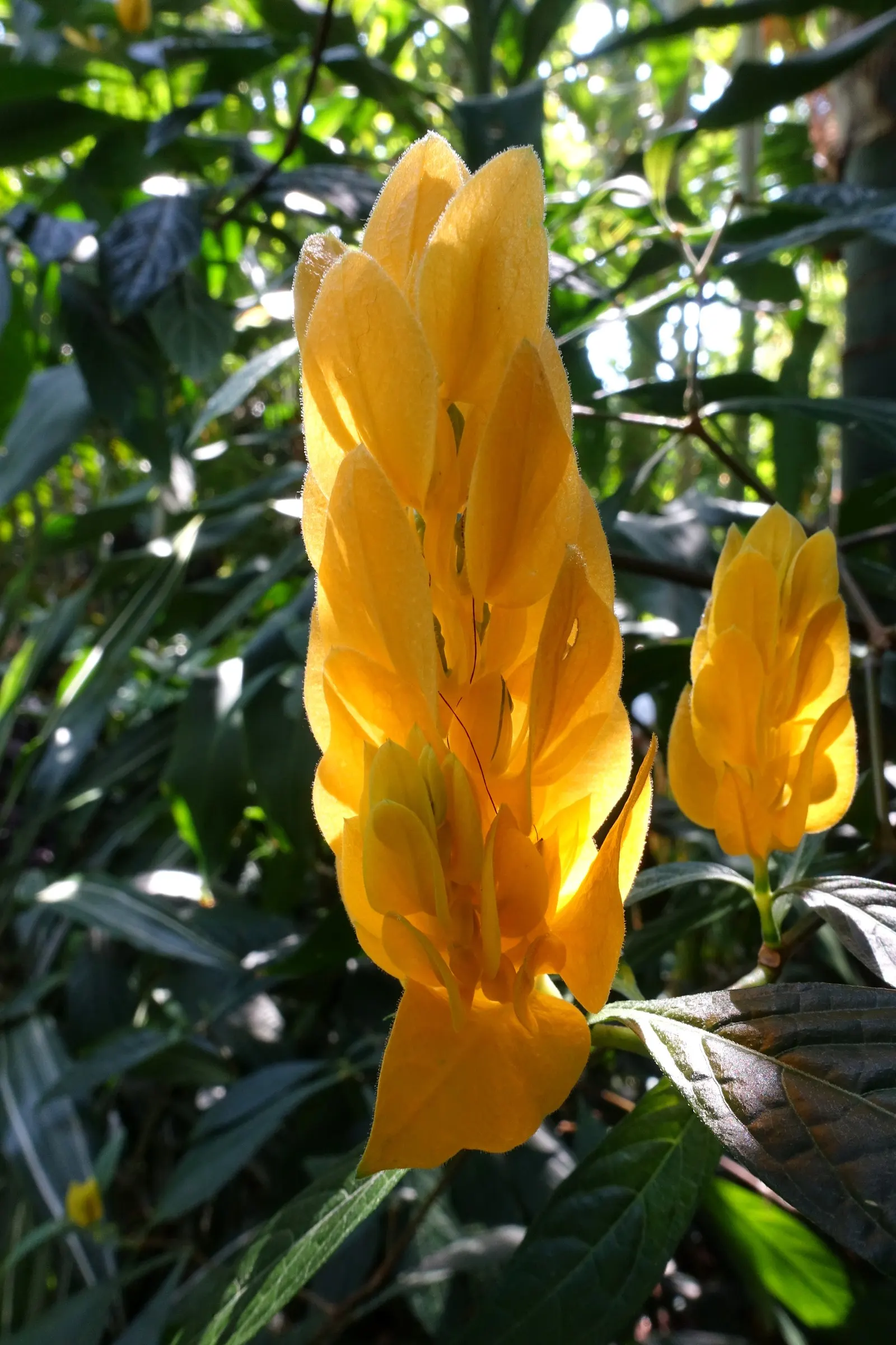 Golden Shrimp Plant (Pachystachys Lutea) — is a vibrant tropical perennial showcasing showy yellow bracts with white flowers; ideal for borders or, image 89