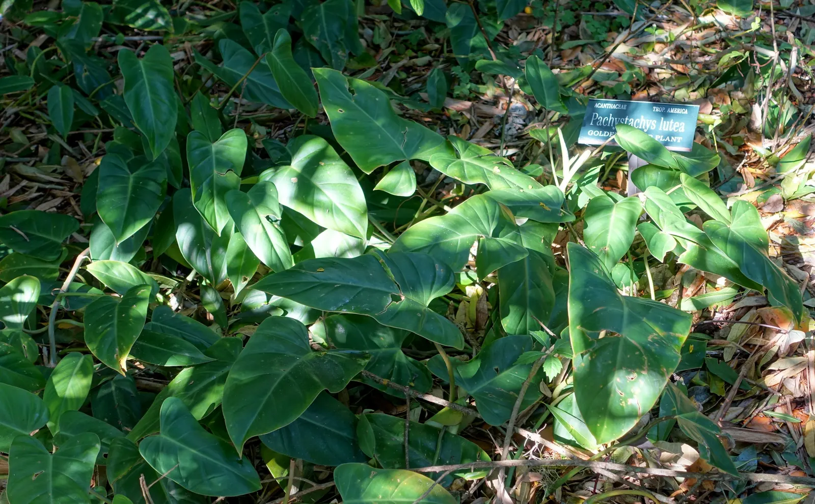Golden Shrimp Plant (Pachystachys Lutea) — the plant presents showy flower spikes adorned with bright golden-yellow bracts; the Golden Shrimp Plant, image 100