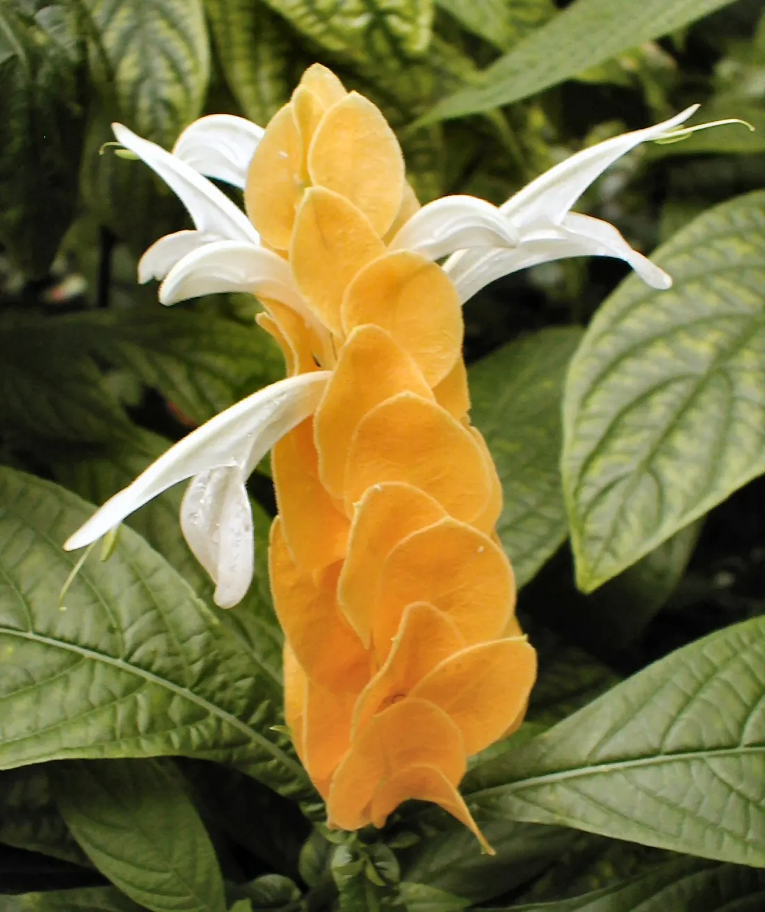 Golden Shrimp Plant (Pachystachys Lutea) — shrub for full or half; although it is not cold-hardy and will require protection or indoor, image 88