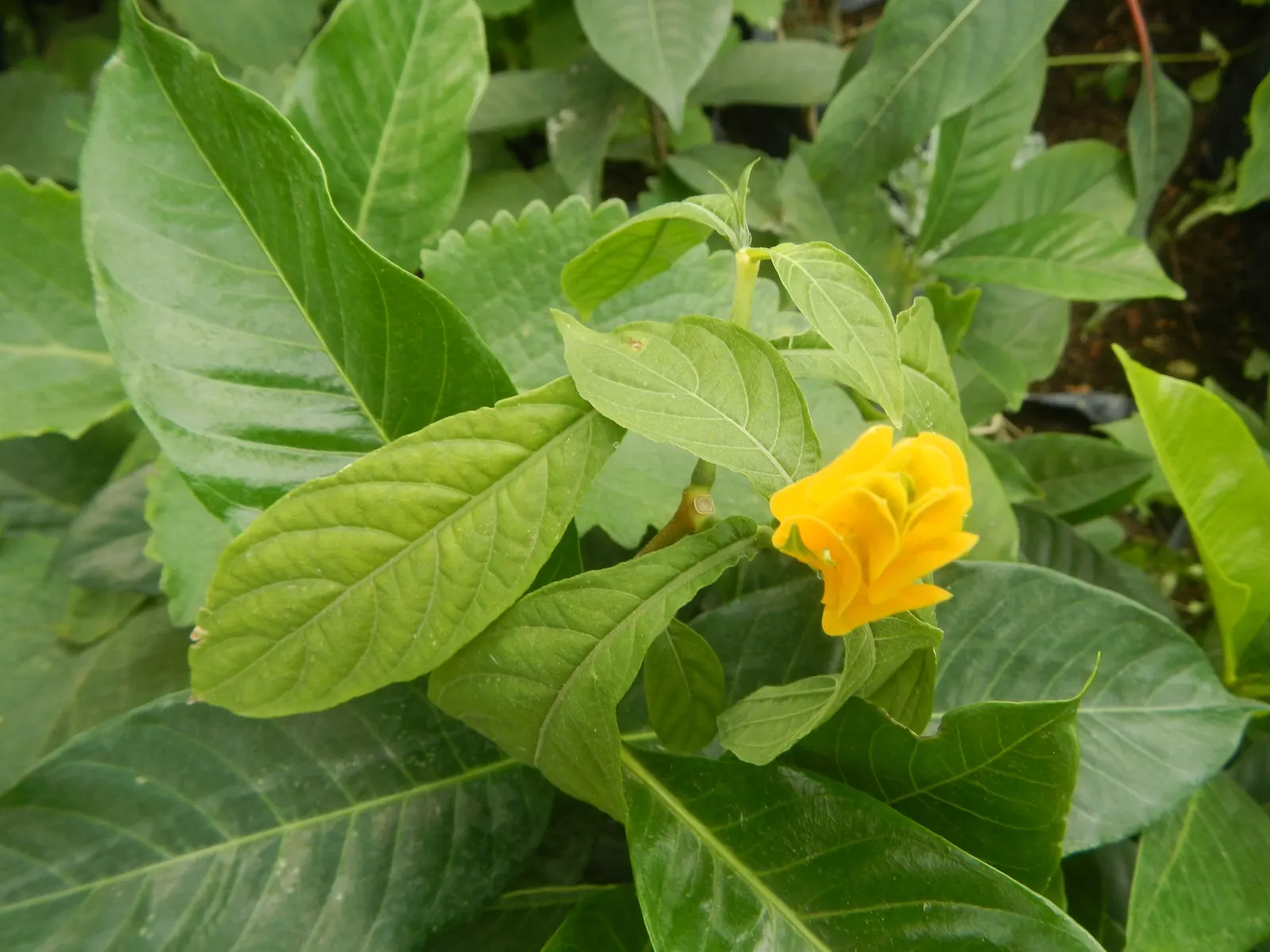 Golden Shrimp Plant (Pachystachys Lutea) — It thrives in partial shade, reaching 3-4 ft in height and 2-3 ft in width; create a lush backdrop for the
