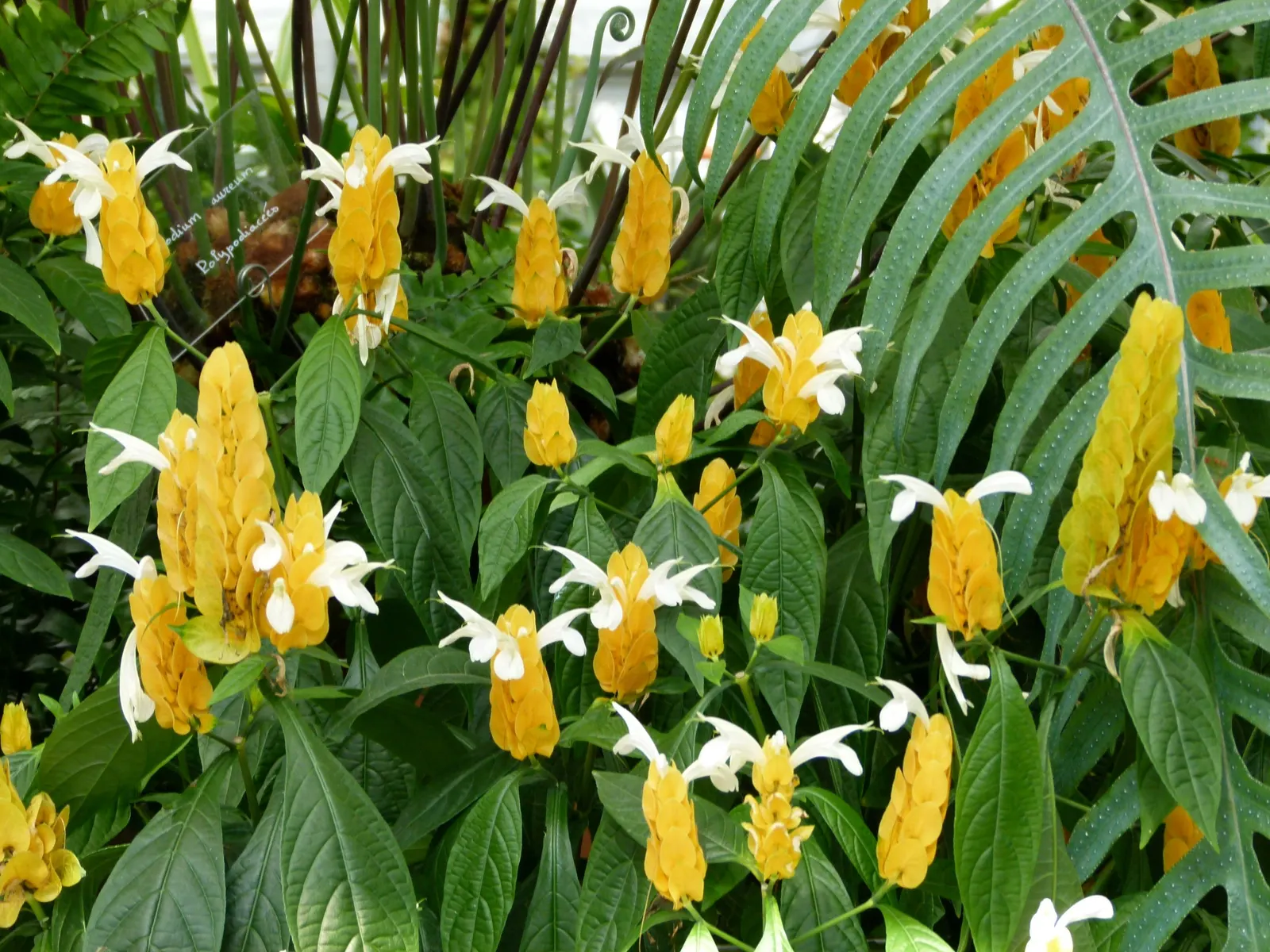 Golden Shrimp Plant (Pachystachys Lutea) — It thrives in partial shade, reaching 3-4 ft in height and 2-3 ft in width; create a lush backdrop for, image 134