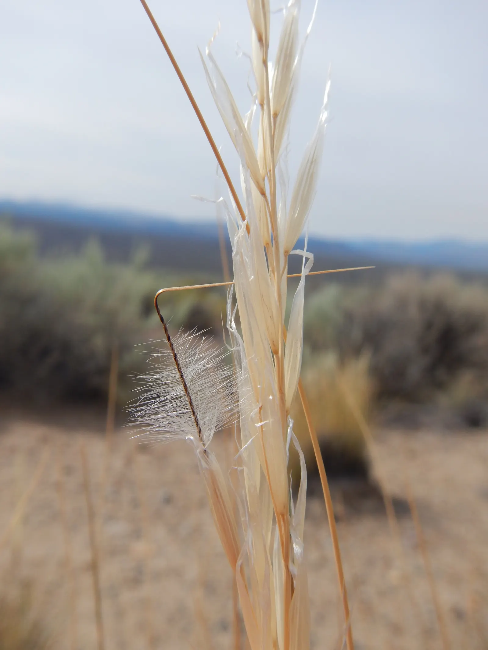Desert Needle Grass (Stipa speciosa) — This grass features slender, silver-green foliage and distinctive, feathery awns that shimmer in the breeze