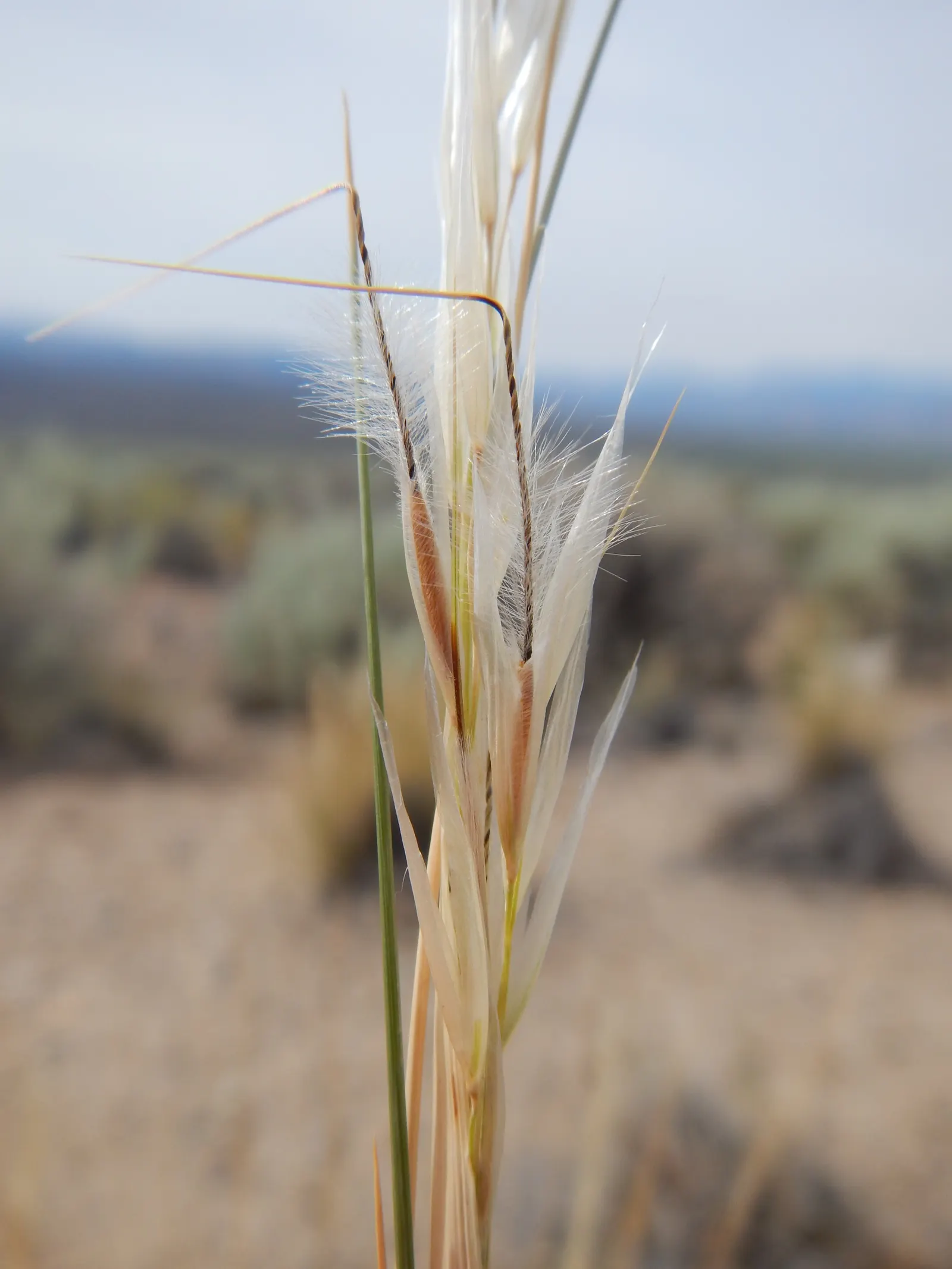 Desert Needle Grass (Stipa speciosa) — Desert Needle Grass, Stipa speciosum, is an ornamental perennial native to arid regions
