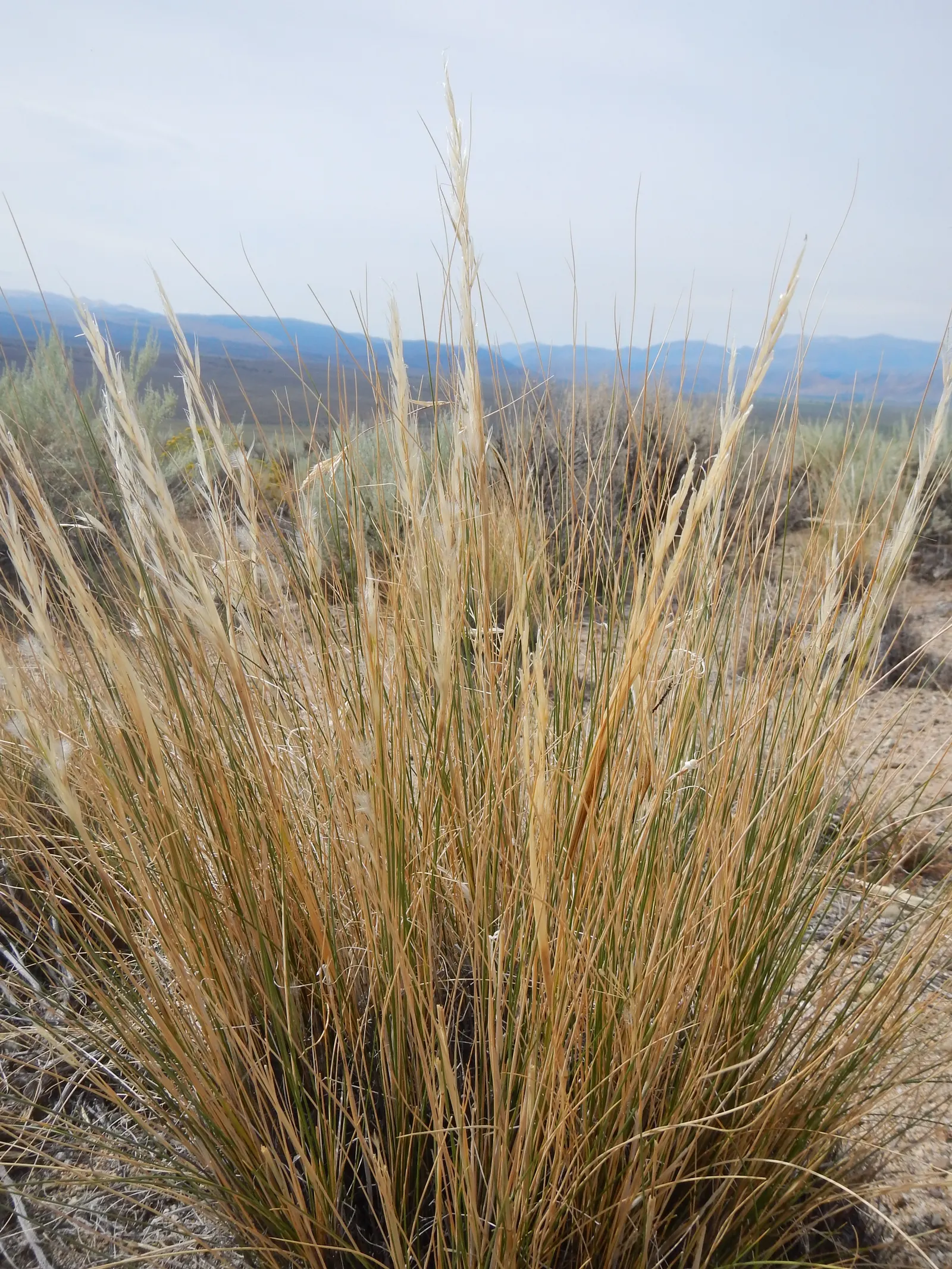 Desert Needle Grass (Stipa speciosa) — It grows 2-3 feet in height, thriving in full sun with well-drained soils
