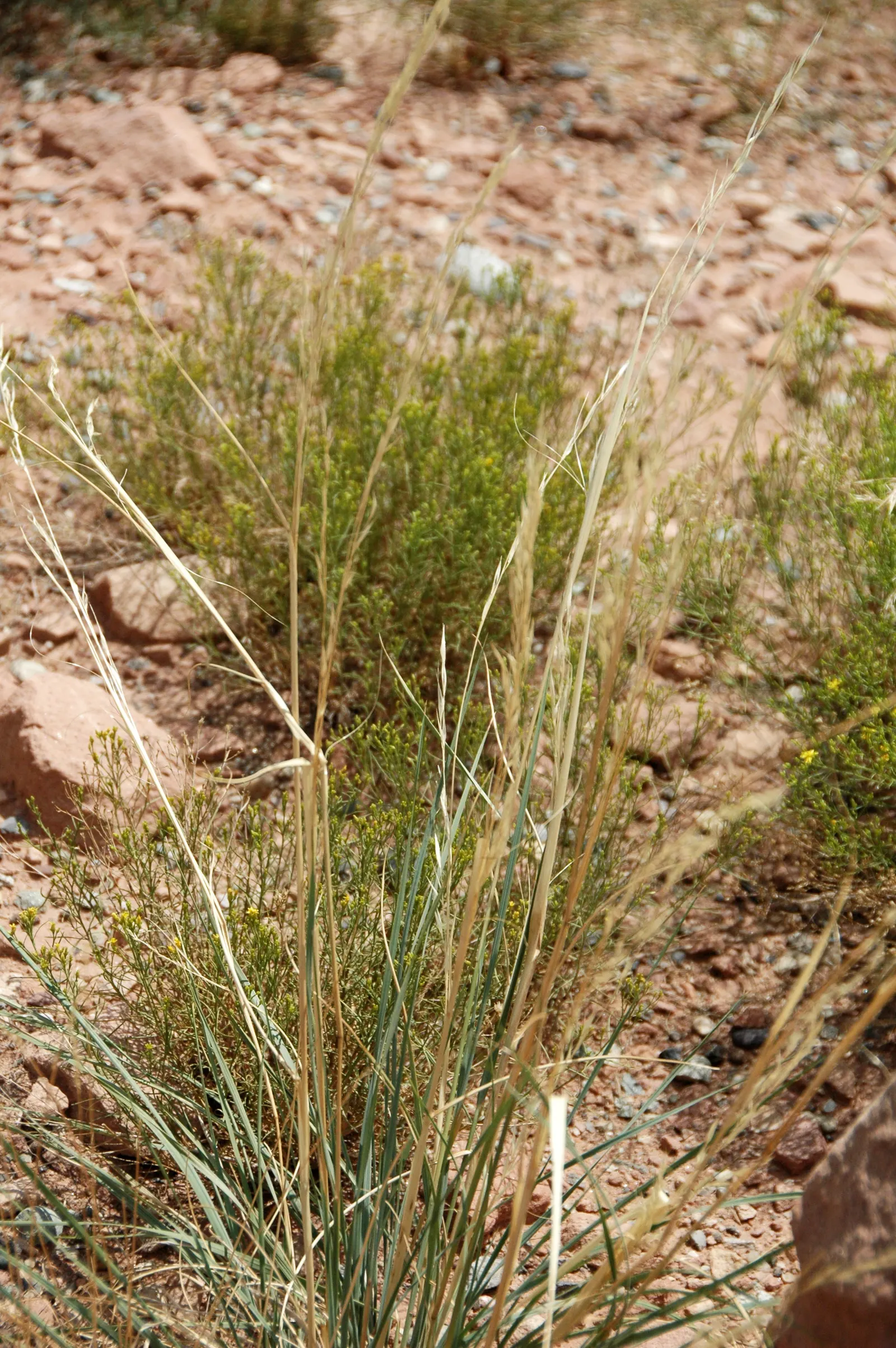 Desert Needle Grass (Stipa speciosa) — Low water requirements make it ideal for drought-resistant landscapes