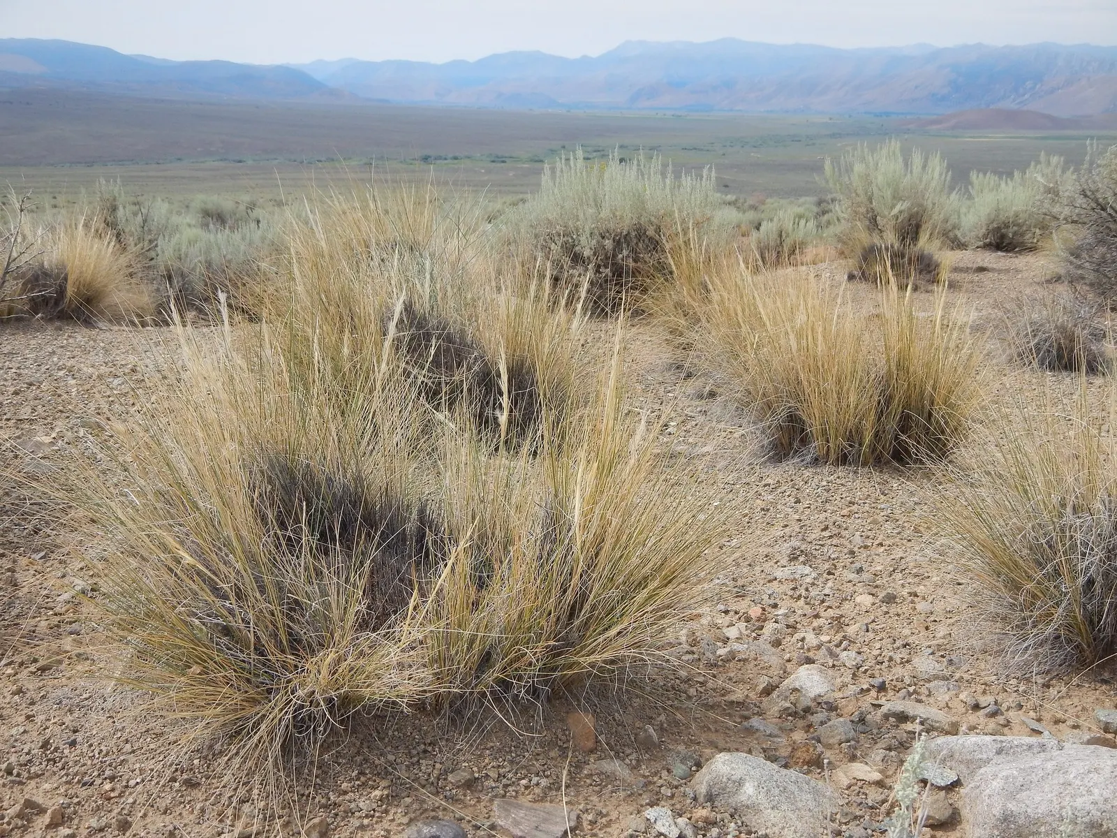 Desert Needle Grass (Stipa speciosa) — arching blades that form dense