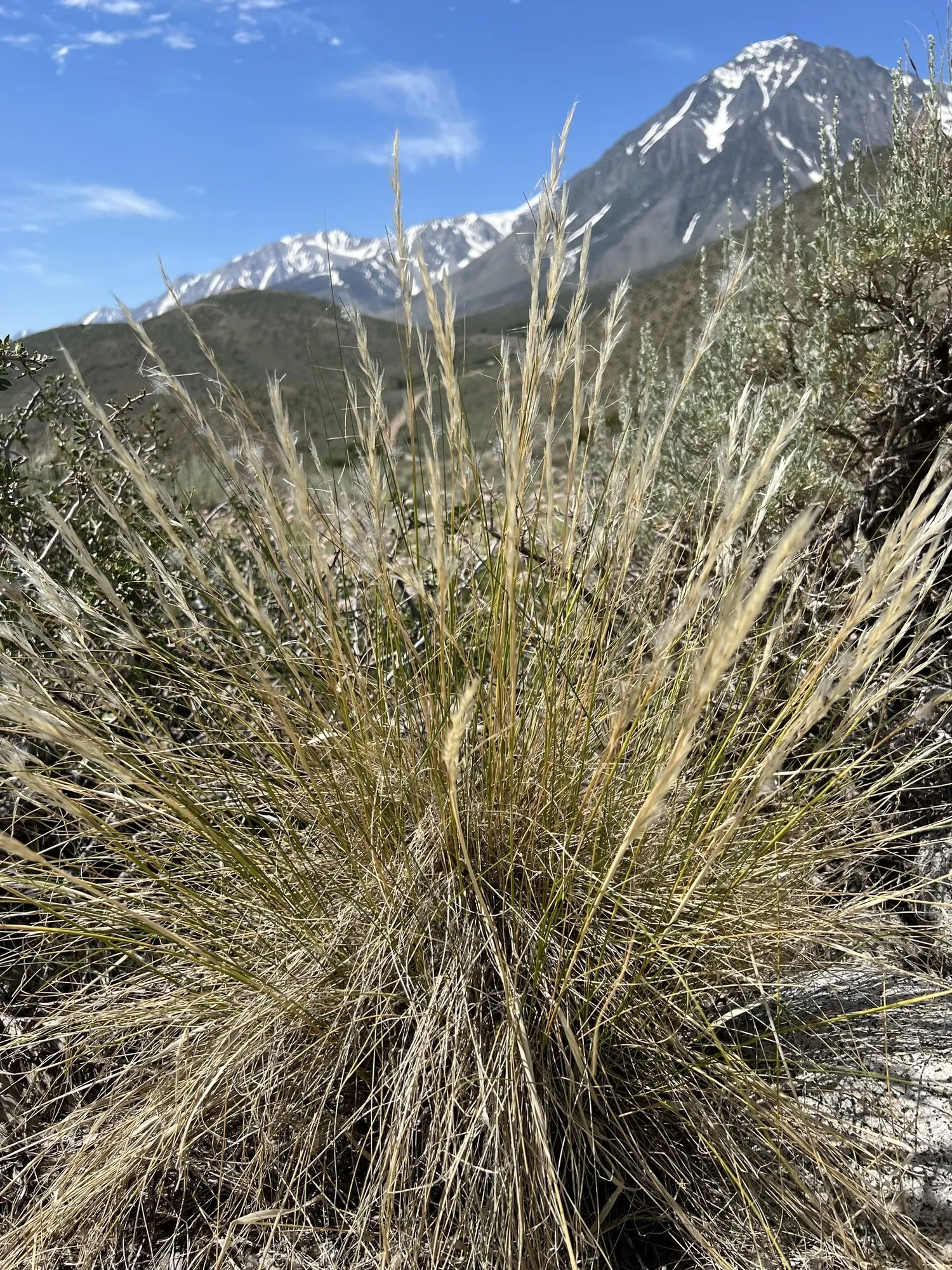 Desert Needle Grass (Stipa speciosa) — grass / shrub with white blooms