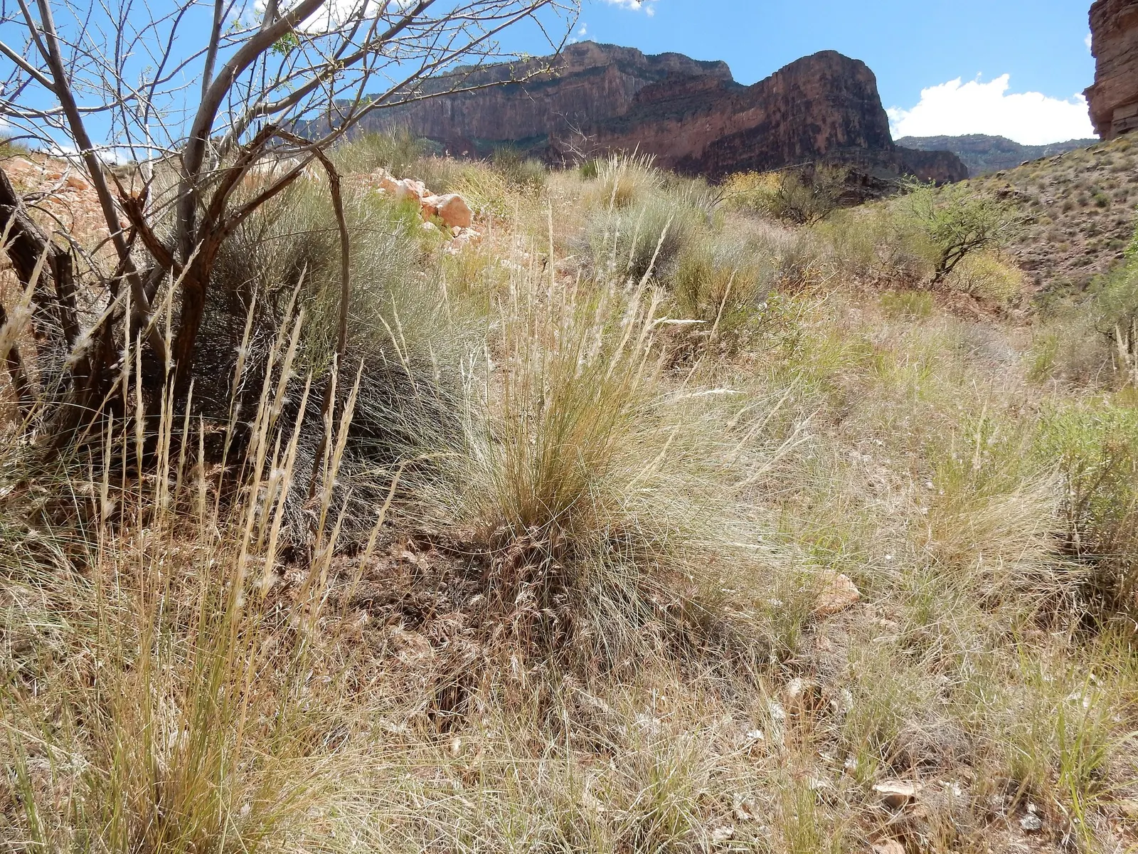 Desert Needle Grass (Stipa speciosa) — This ornamental grass is admired for its thin