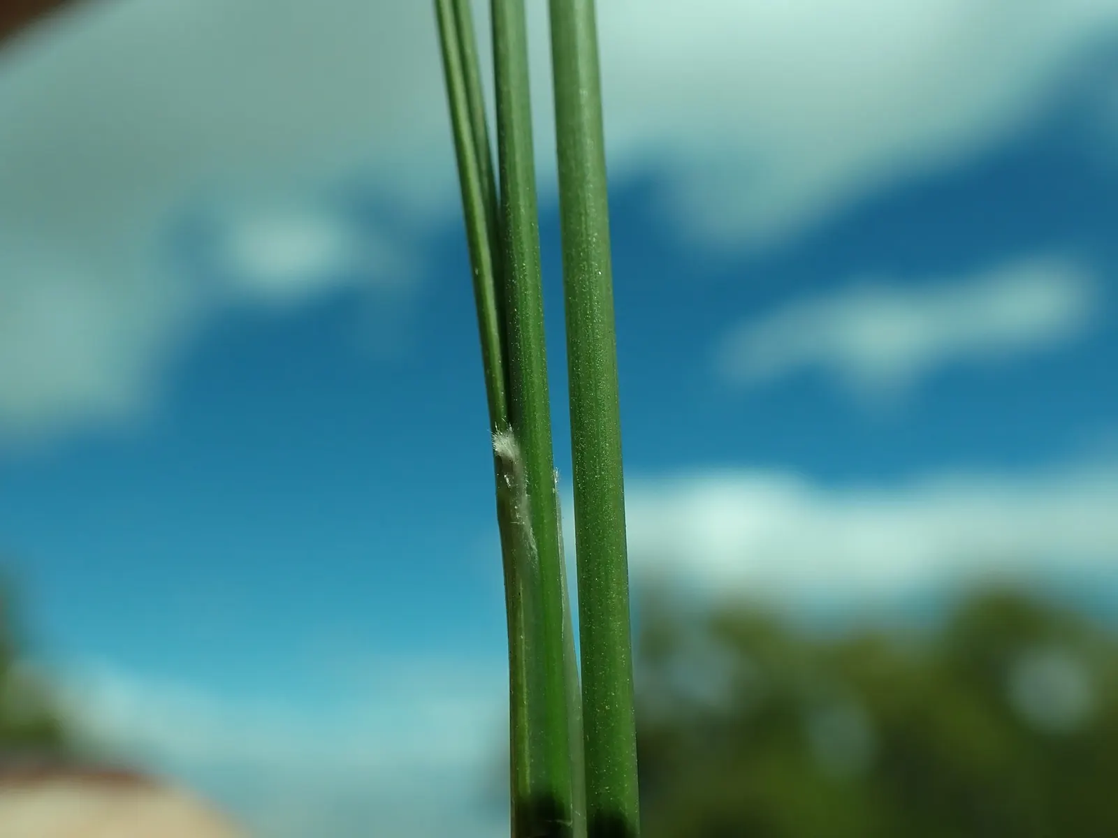 Desert Needle Grass (Stipa speciosa) — It grows 2-3 feet in height, thriving in full sun with well-drained soils; during the late spring to early summer months