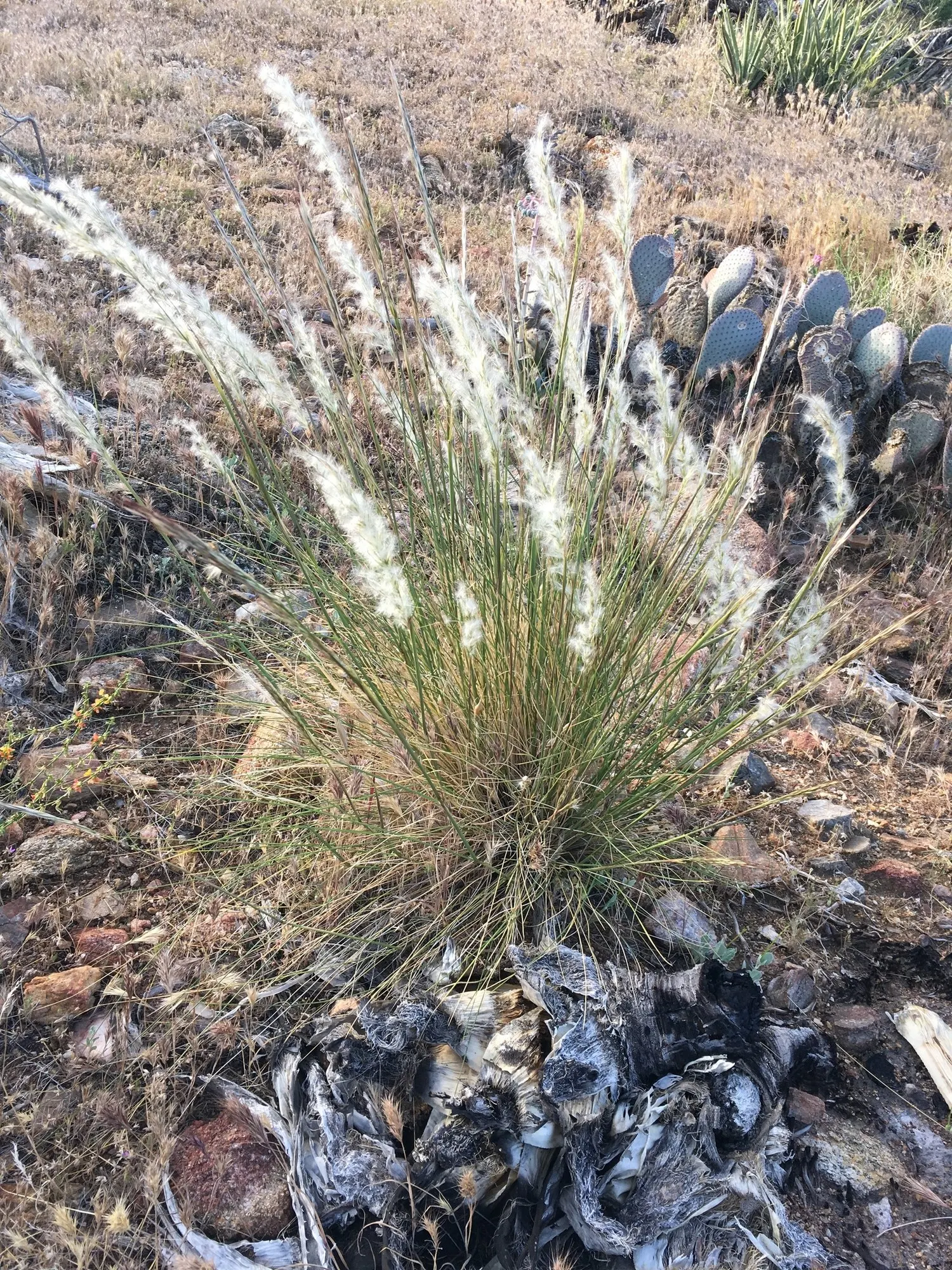Desert Needle Grass (Stipa speciosa) — grass / shrub for full or half or shade