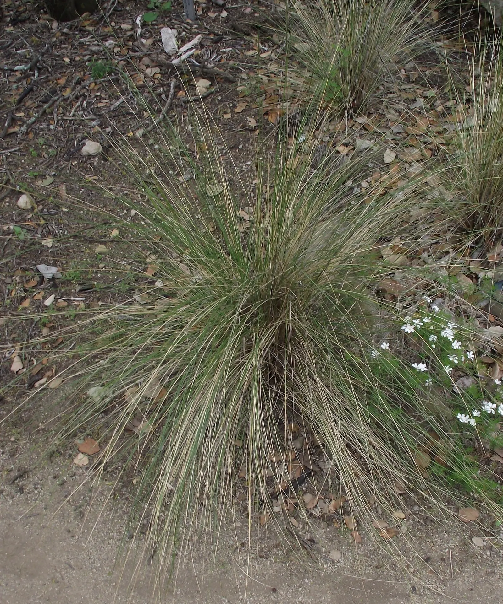 Desert Needle Grass (Stipa speciosa) — white flowers in the garden