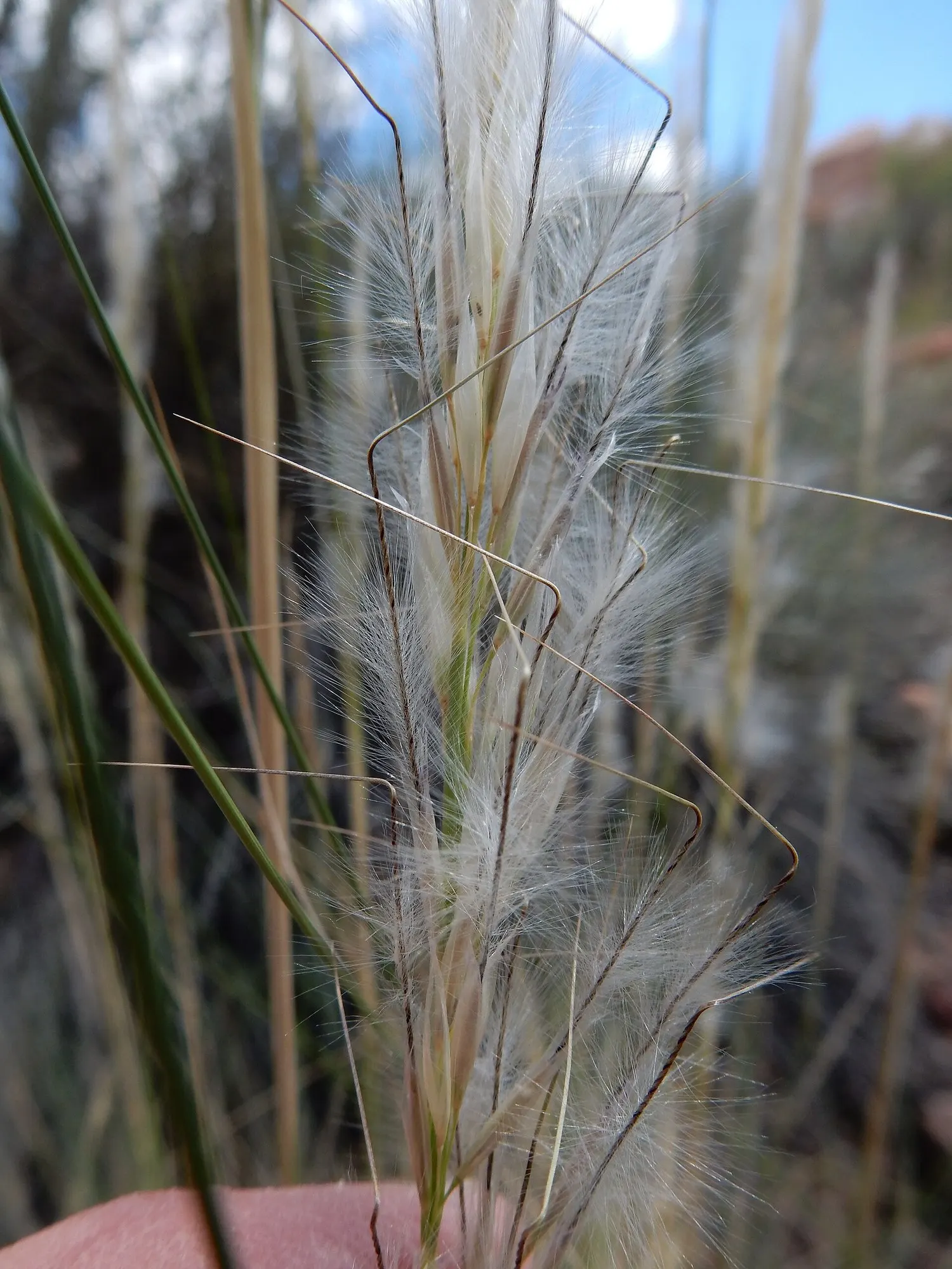 Desert Needle Grass (Stipa speciosa) — is a perennial bunchgrass native to the arid landscapes of North America