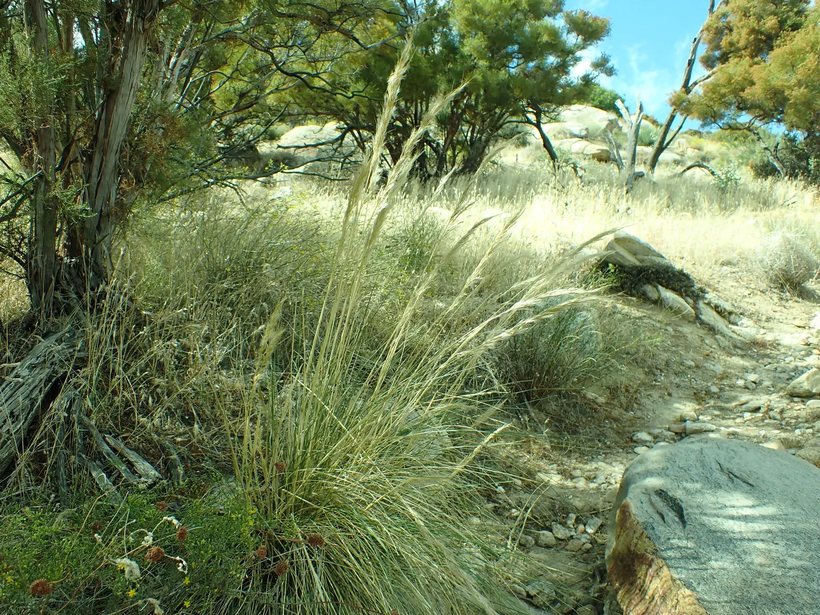 Desert Needle Grass (Stipa speciosa) — Thriving in USDA zones 7 through 10, it prefers full sun exposure and well-draining soil