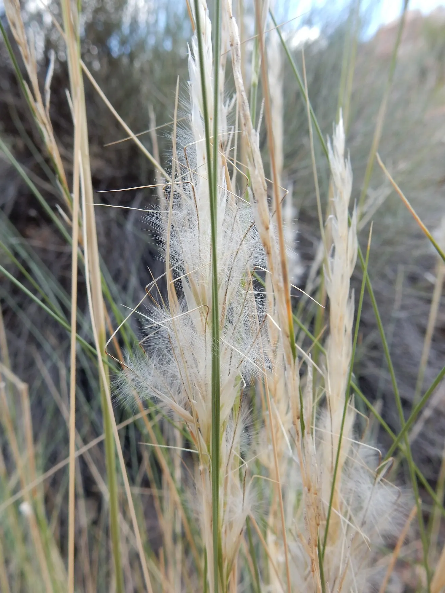 Desert Needle Grass (Stipa speciosa) — Provides textural contrast and seasonal interest, particularly in rock gardens or as a mass planting backdrop