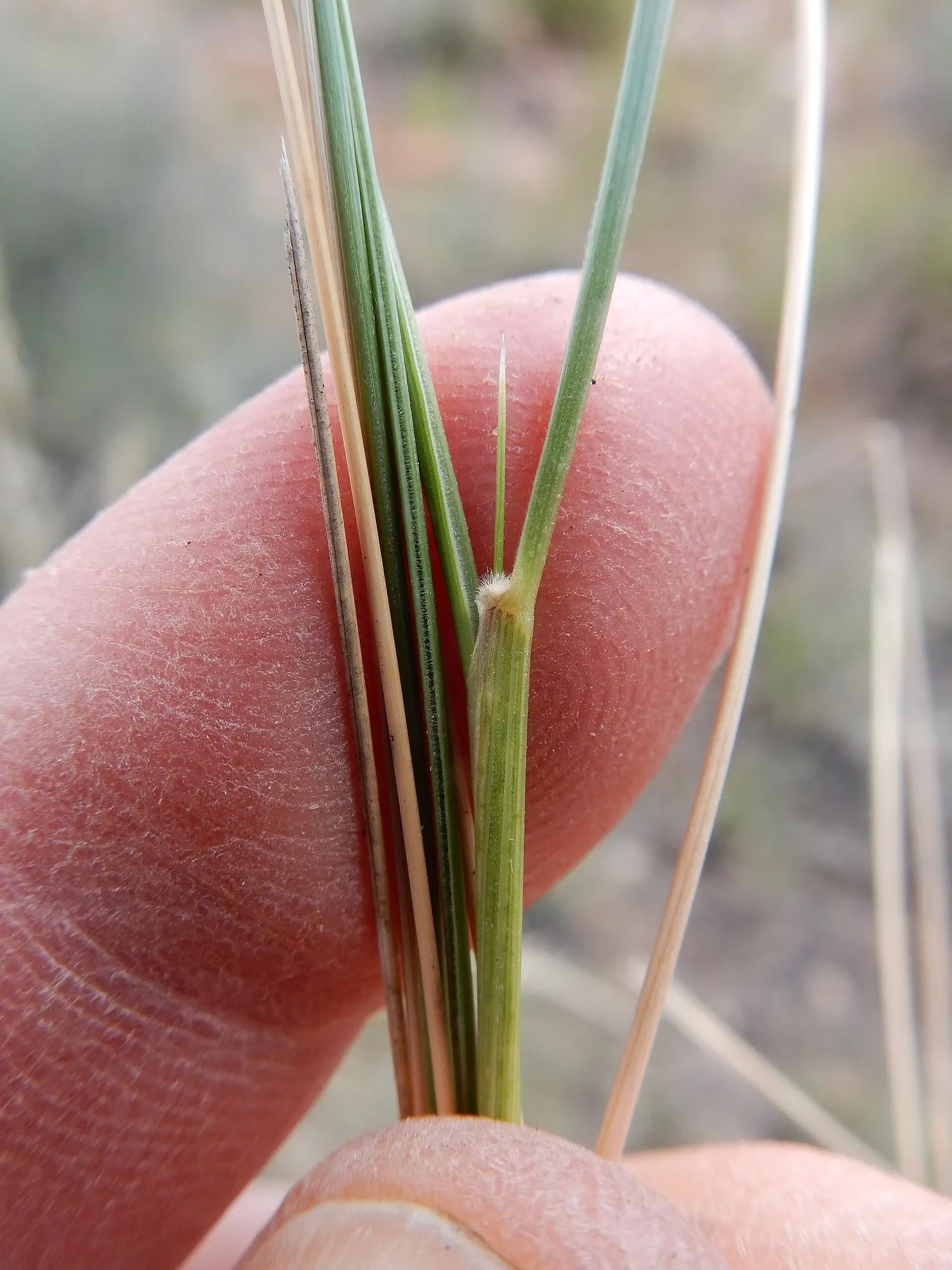 Desert Needle Grass (Stipa speciosa) — scientifically known as Stipa speciosum