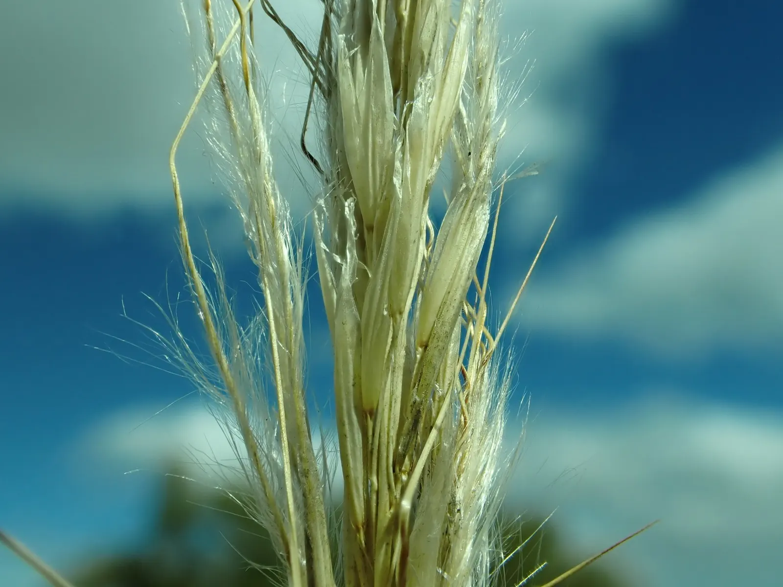 Desert Needle Grass (Stipa speciosa) — These delicate seed heads catch the light and appear to shimmer