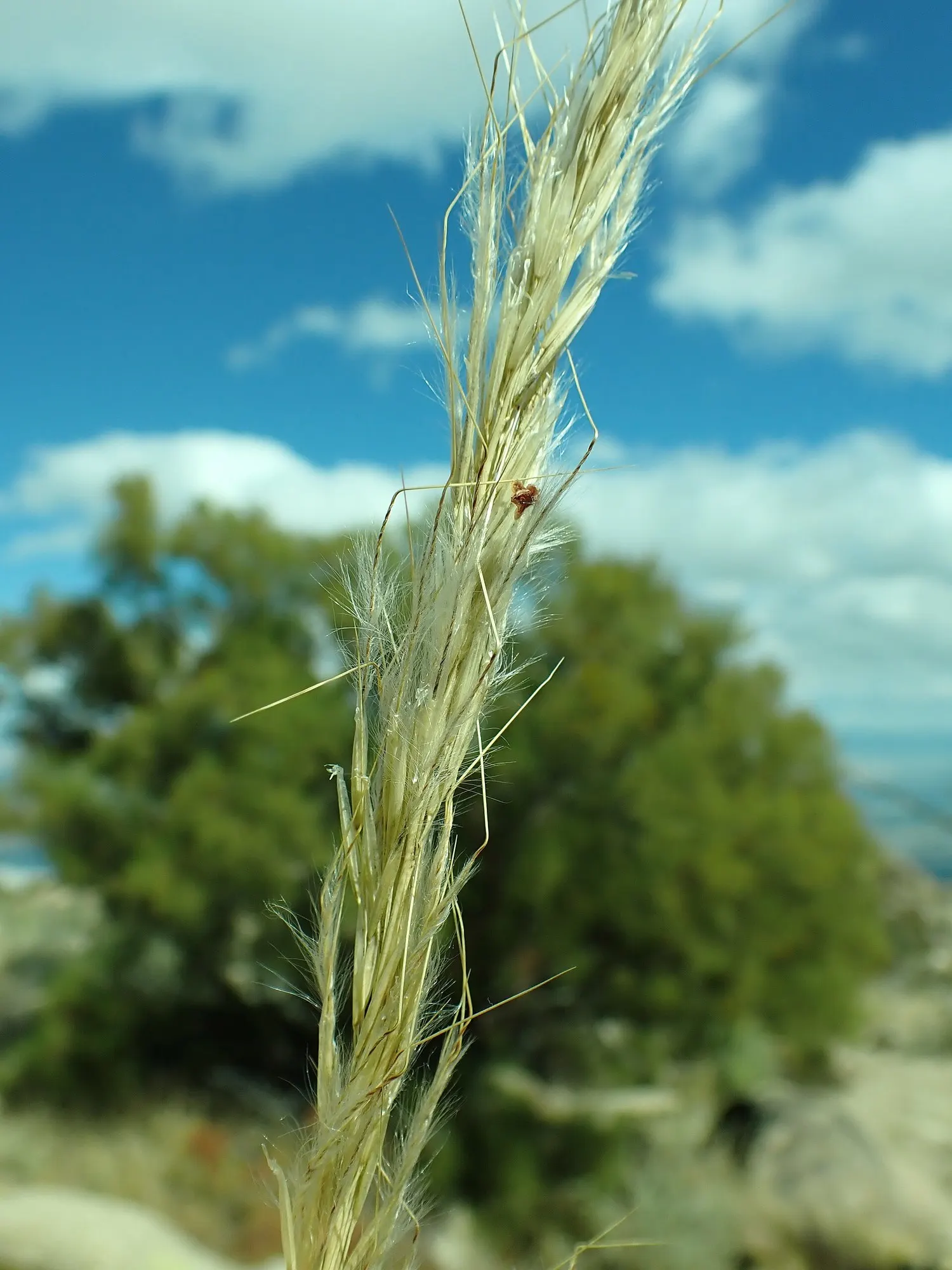 Desert Needle Grass (Stipa speciosa) — making it an excellent choice for xeriscaping and low-water use designs