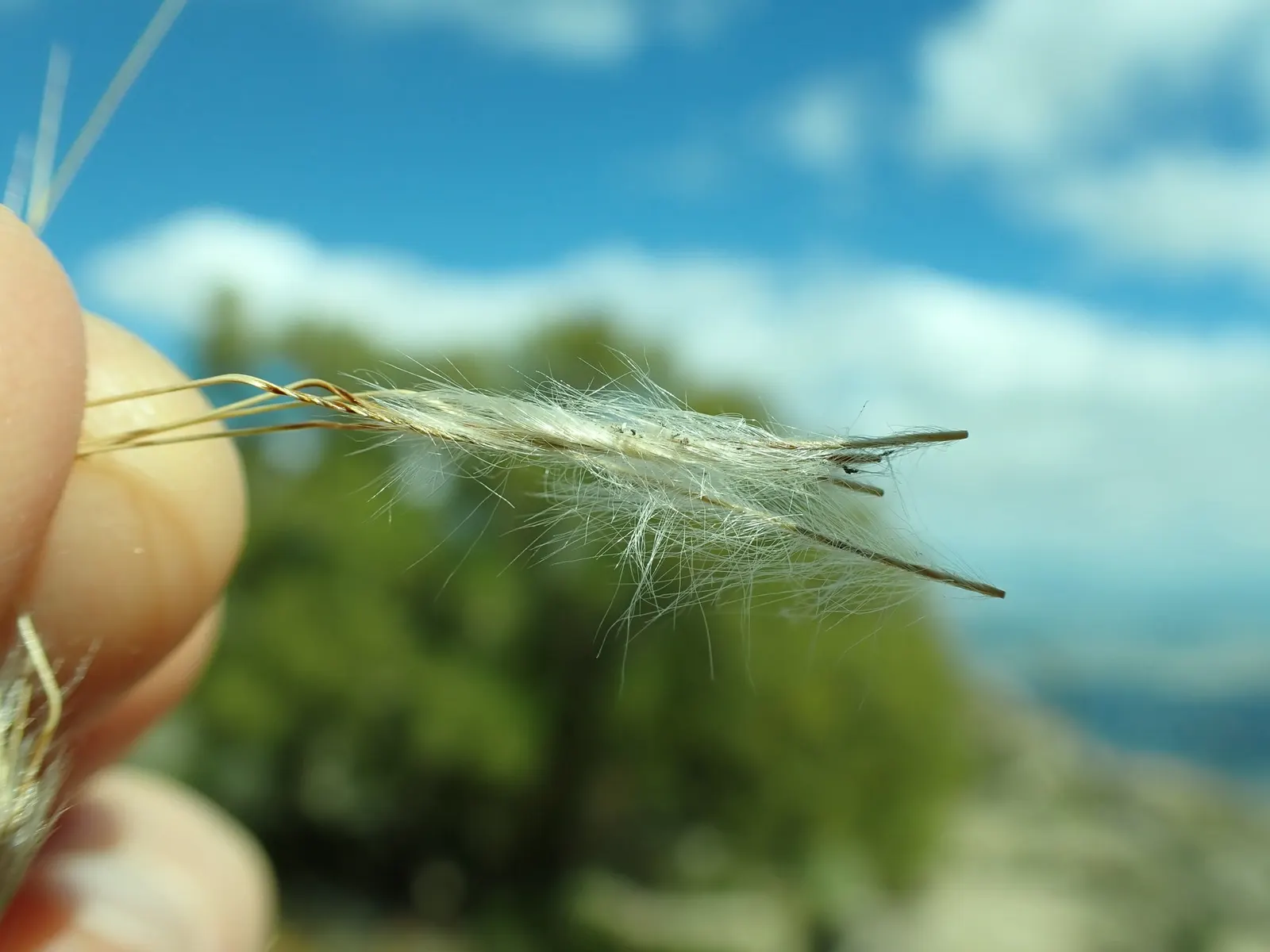 Desert Needle Grass (Stipa speciosa) — which rise above the foliage and can add an additional 1-2 feet to the plant's height