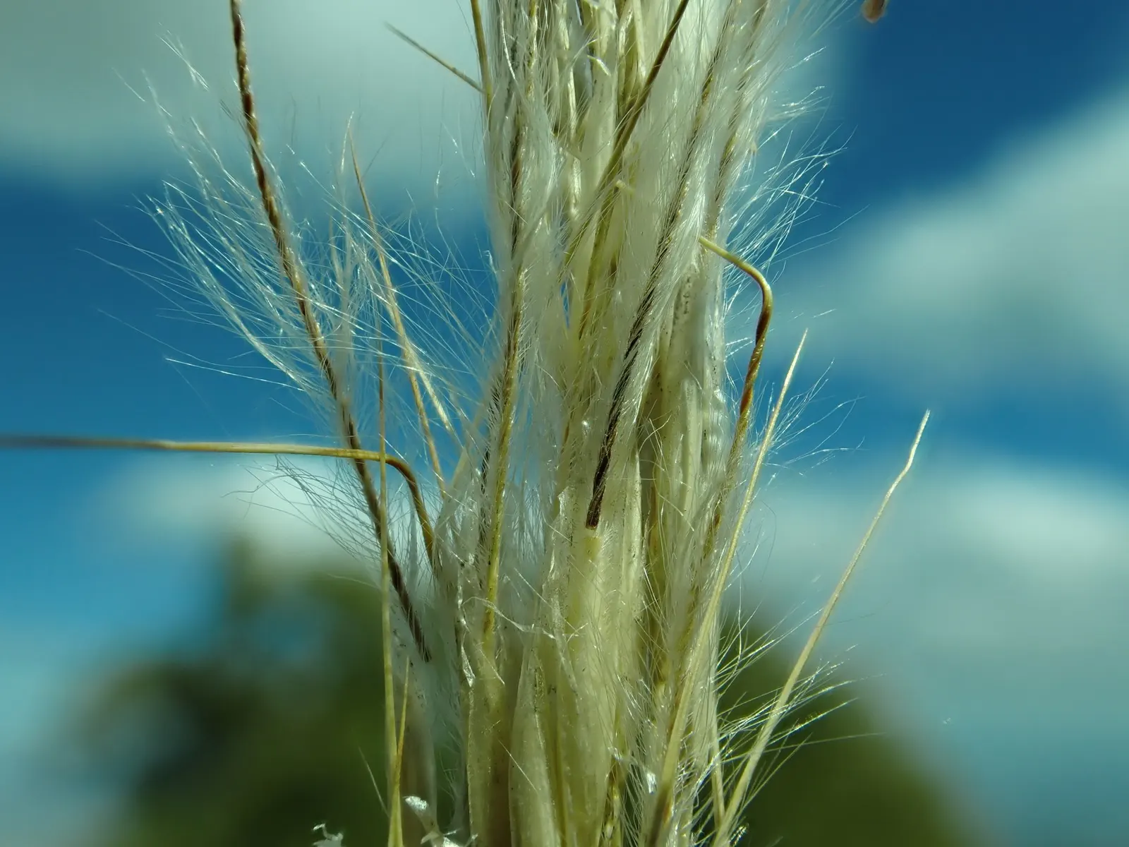 Desert Needle Grass (Stipa speciosa) — Minimal maintenance is required