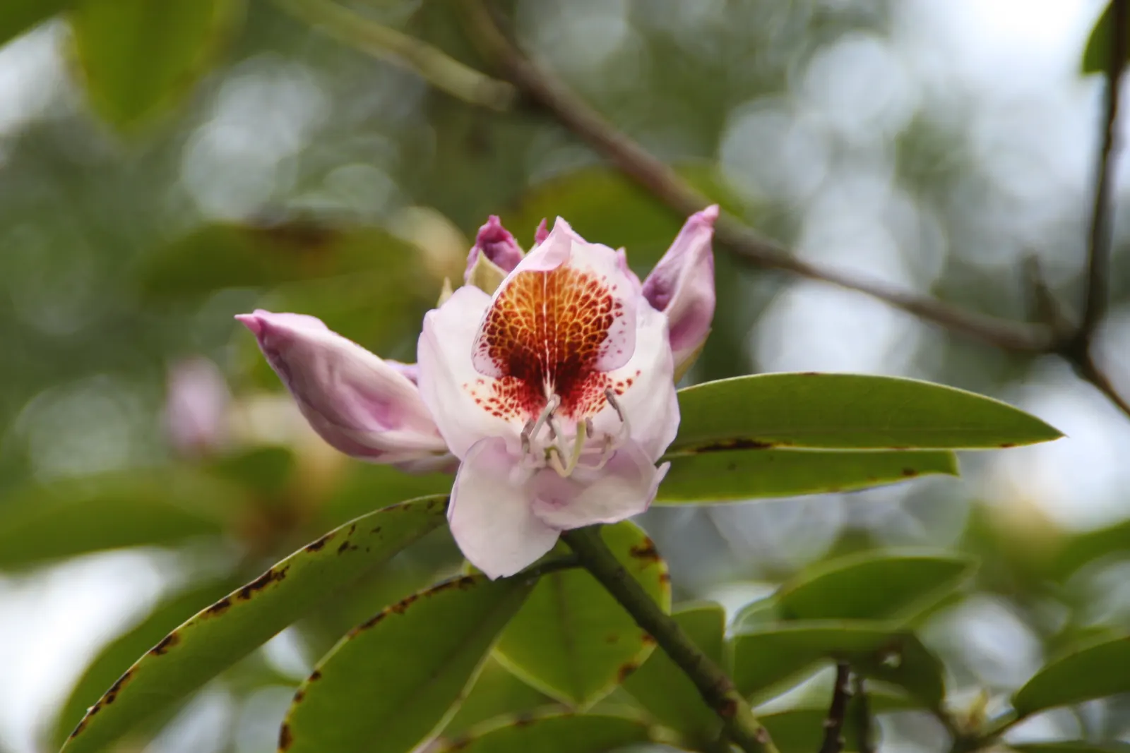 Mrs. Tom Lowinsky Rhododendron (Rhododendron 'Mrs. Tom Lowinsky') — Preferring well-drained, acidic soil, it's ideal for woodland gardens