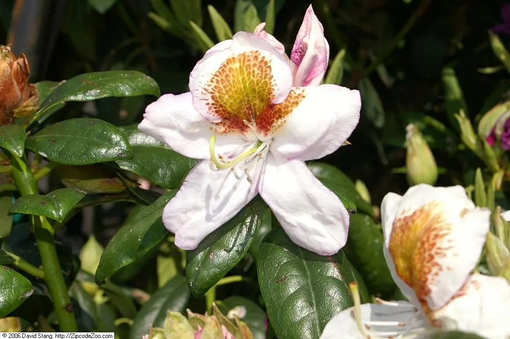 Mrs. Tom Lowinsky Rhododendron (Rhododendron 'Mrs. Tom Lowinsky') — Valued for its large trusses of pale pink flowers with deeper pink throats, it blooms