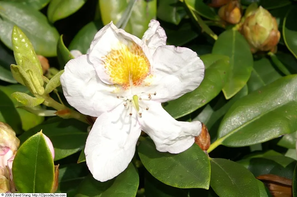 Mrs. Tom Lowinsky Rhododendron (Rhododendron 'Mrs. Tom Lowinsky') — broad leaves and large clusters of blooms
